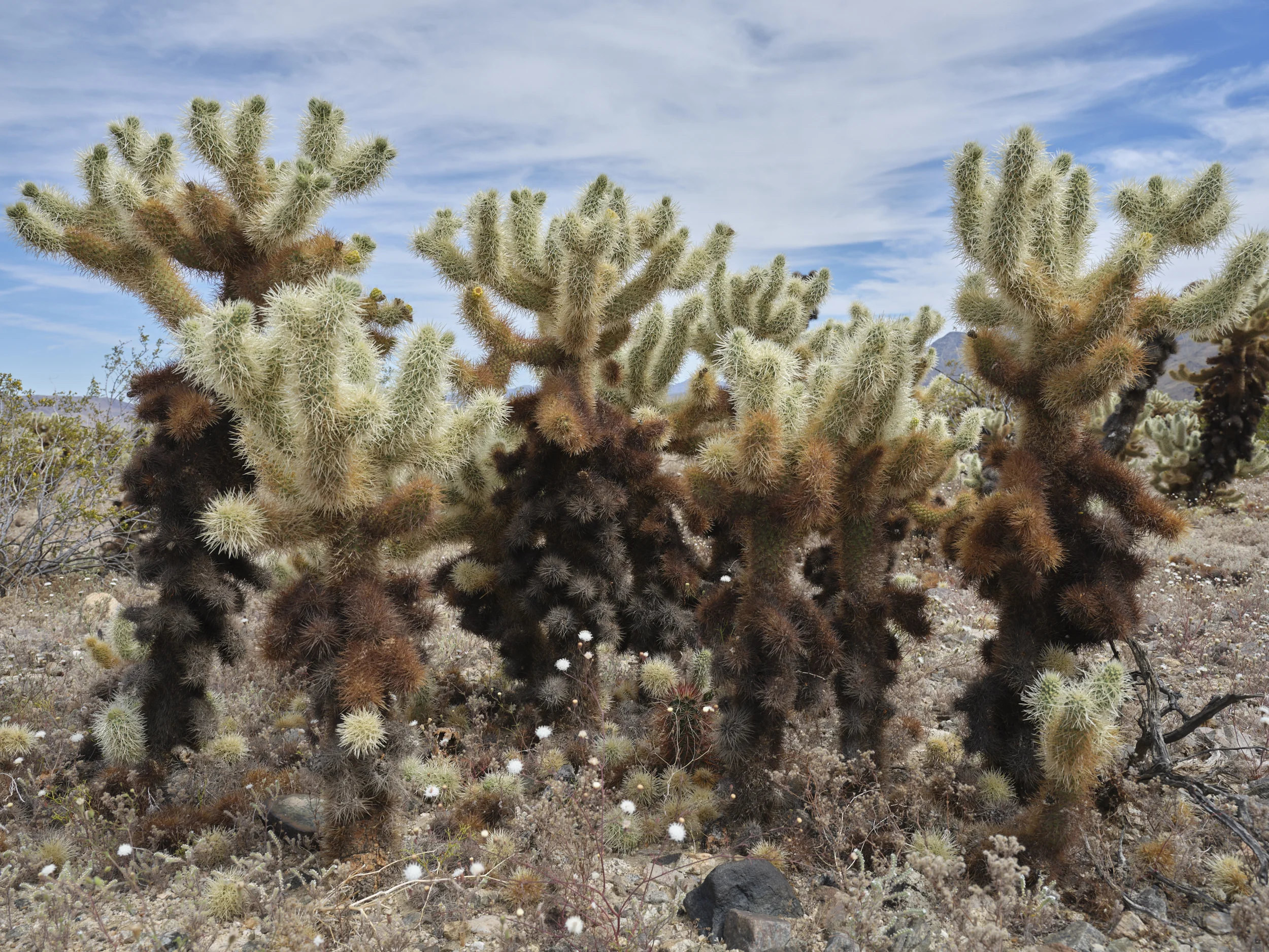 12_Cholla_Cactus_Joshua_Tree.jpg