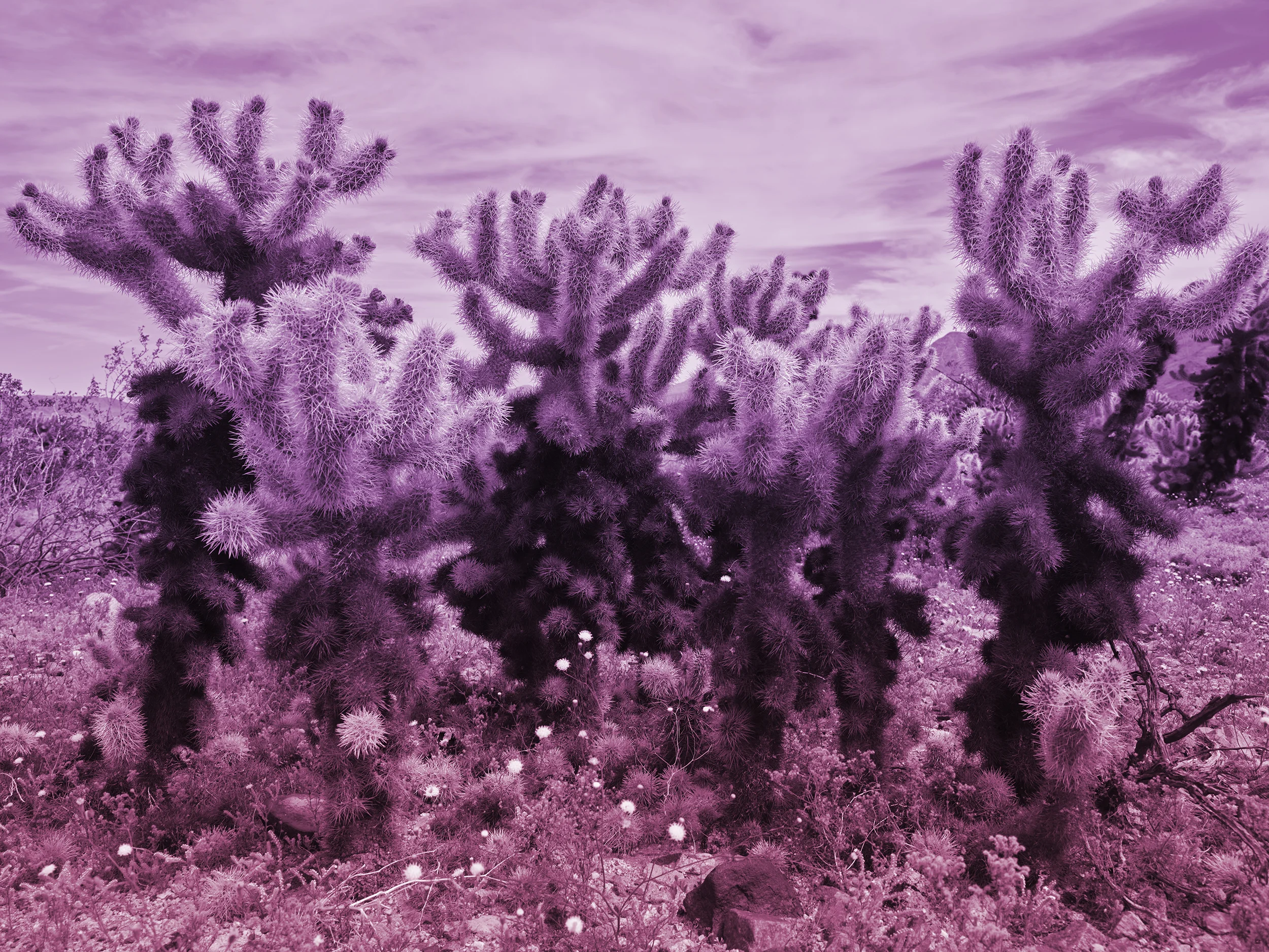 17_Cholla_Two_tones.jpg