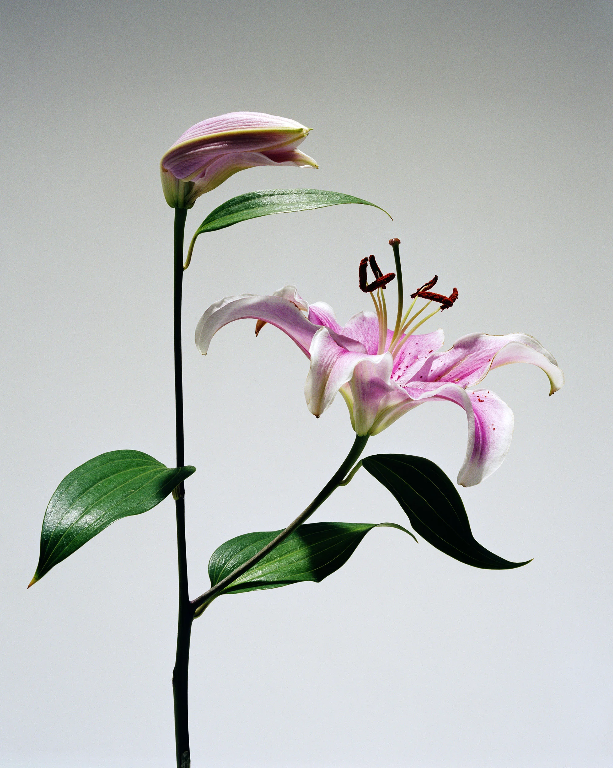 20080521_21_Lily_Crop_A_2500px.jpg