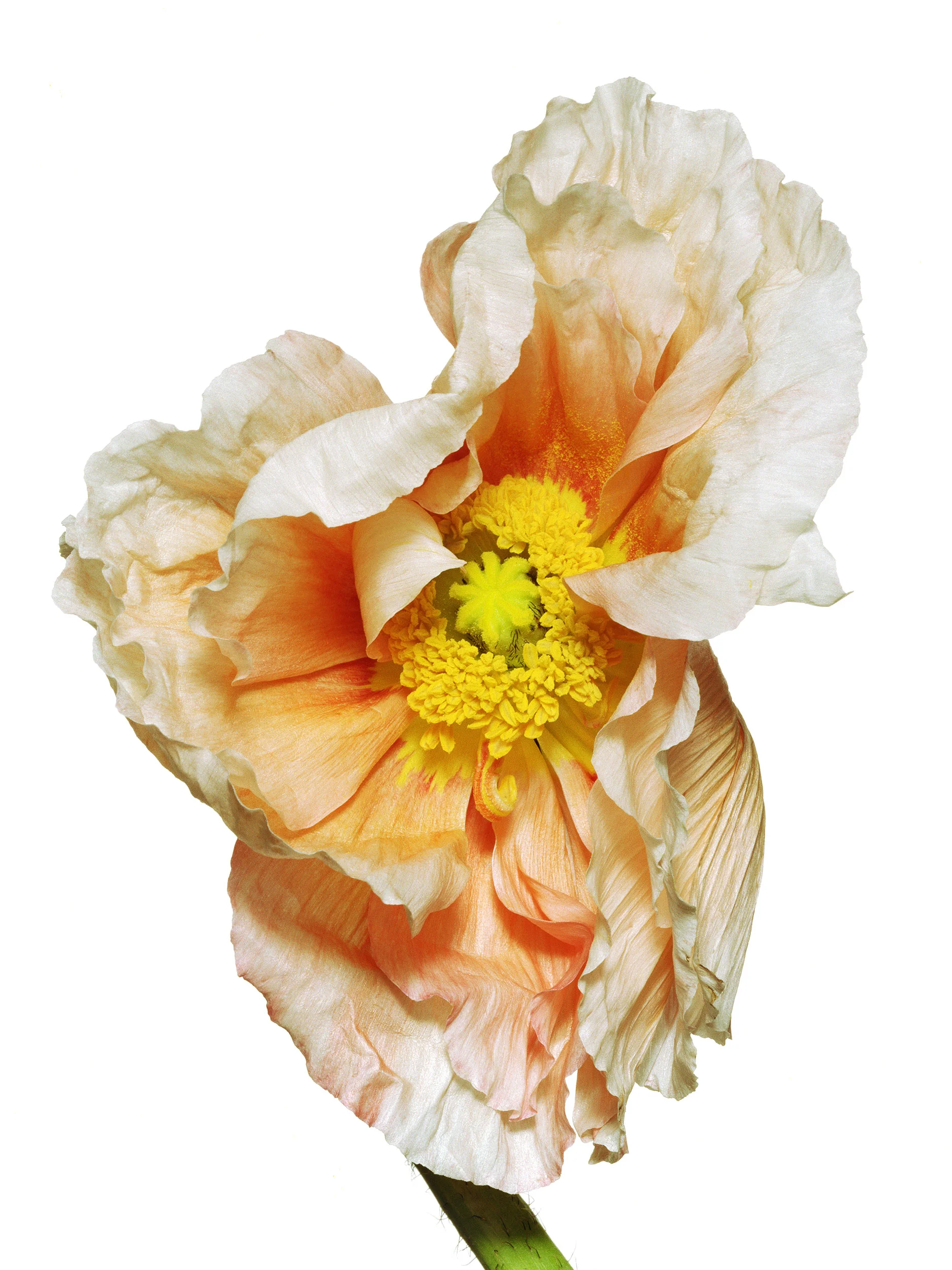 icelandic_poppy-yellow_2500px.jpg