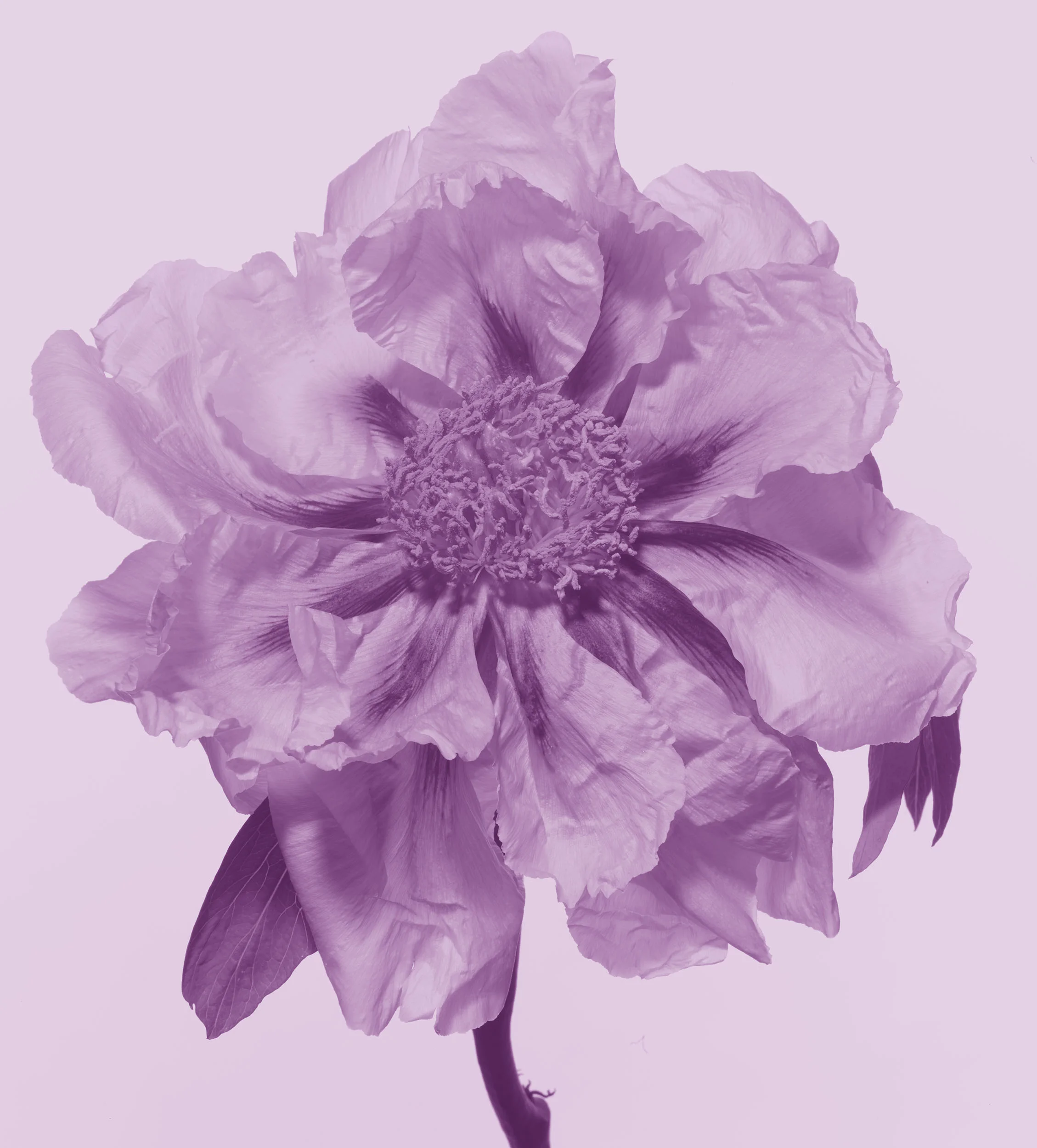 L_000179_Rose_screen_V2_2500px.jpg