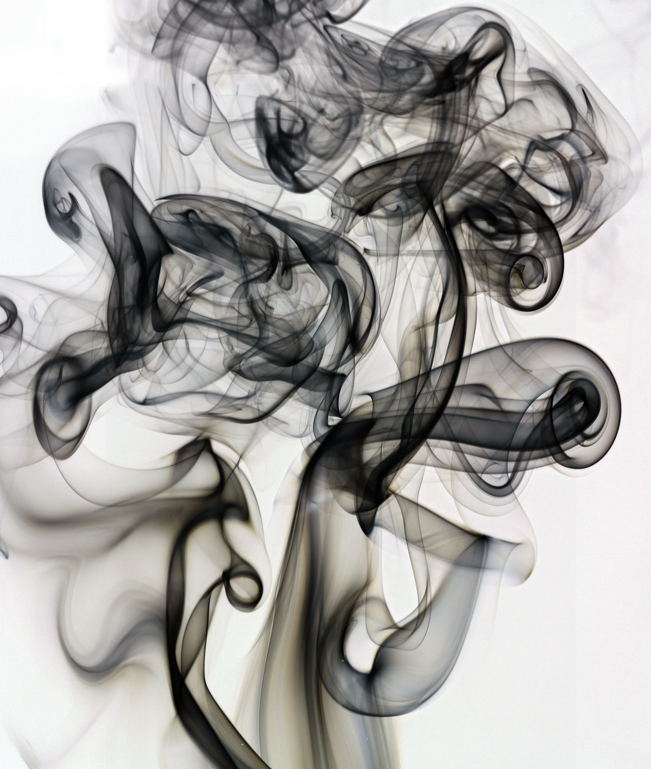 A8411654_comp_Ver_1_Invert_2500px.jpg