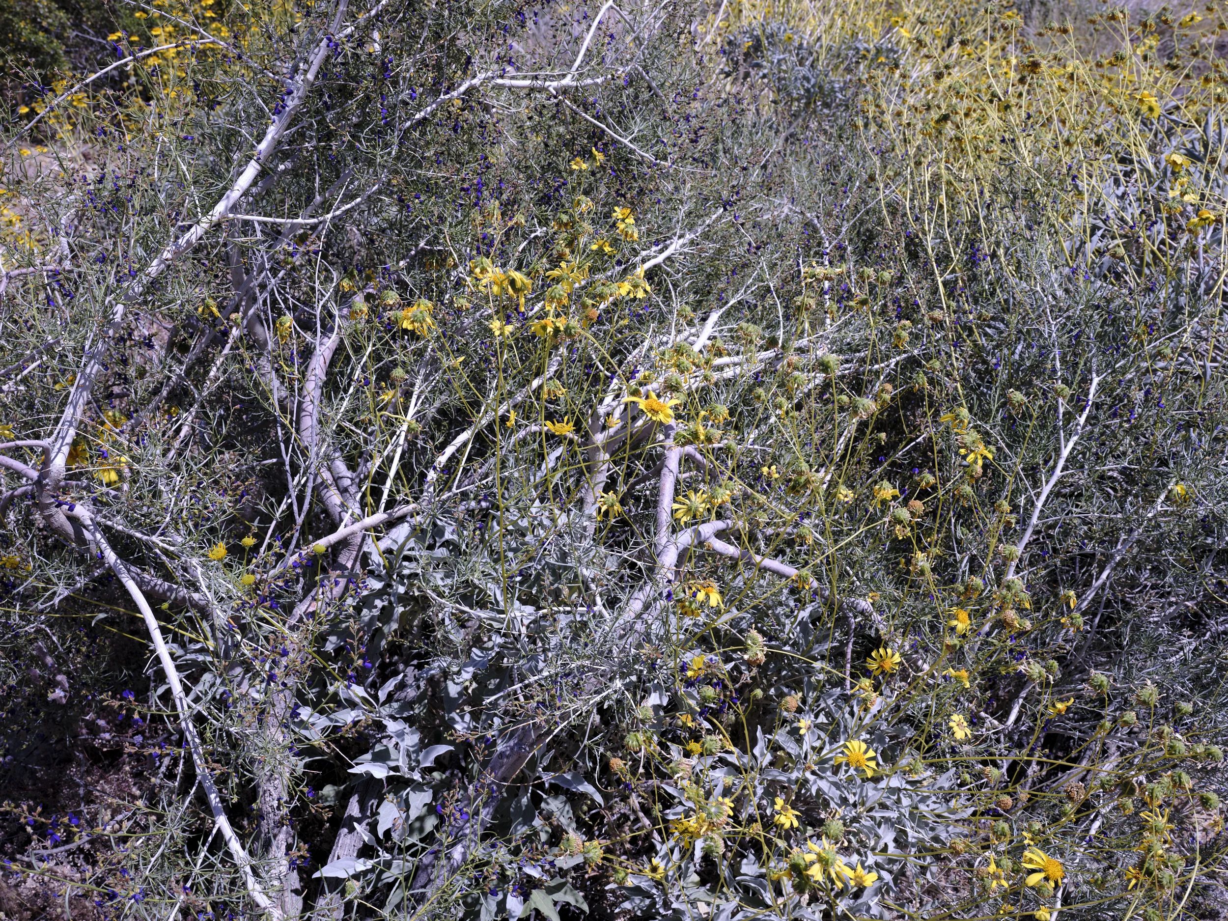 DSCF3414.jpg