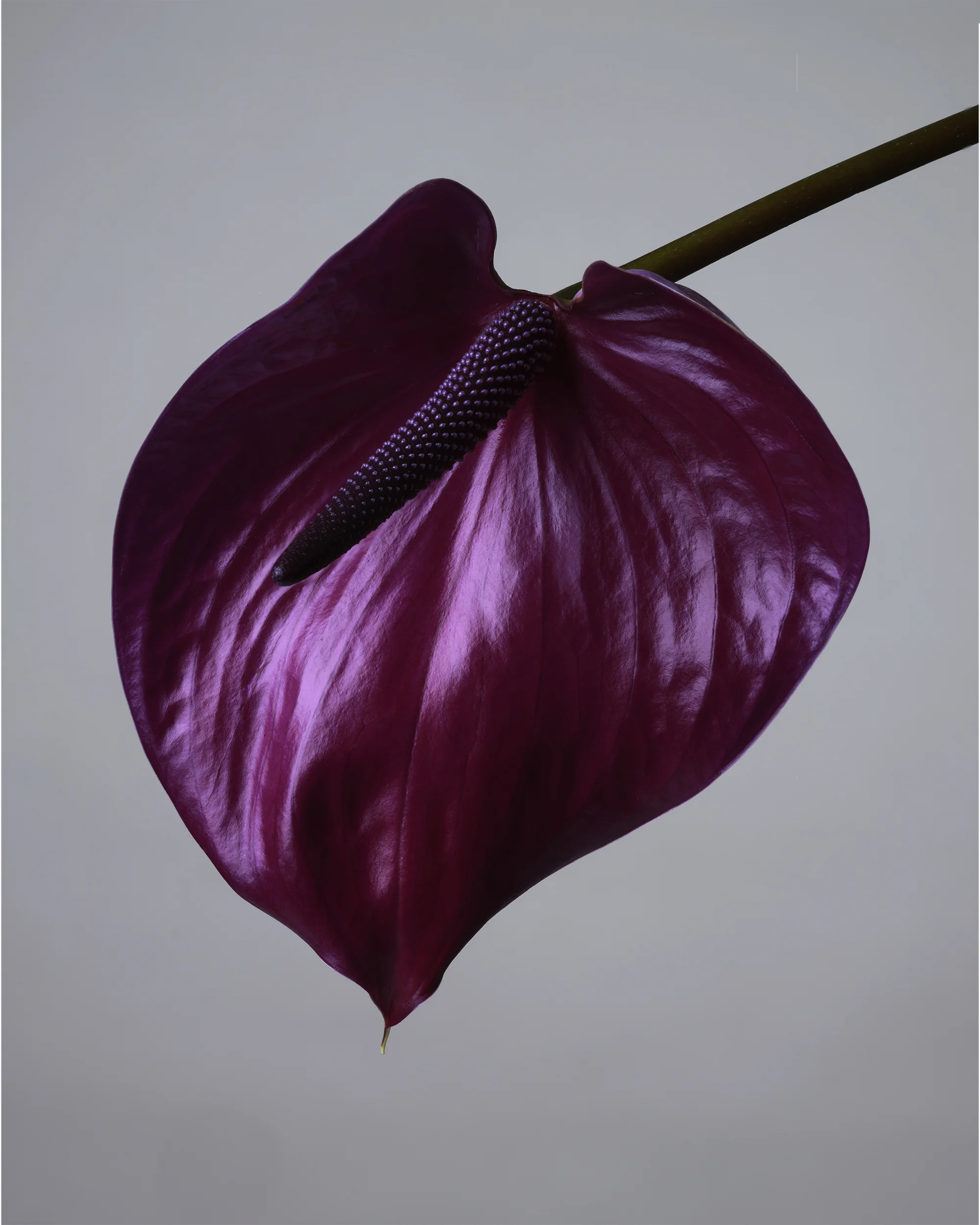 Anthurium_Purple_A_2500px.jpg