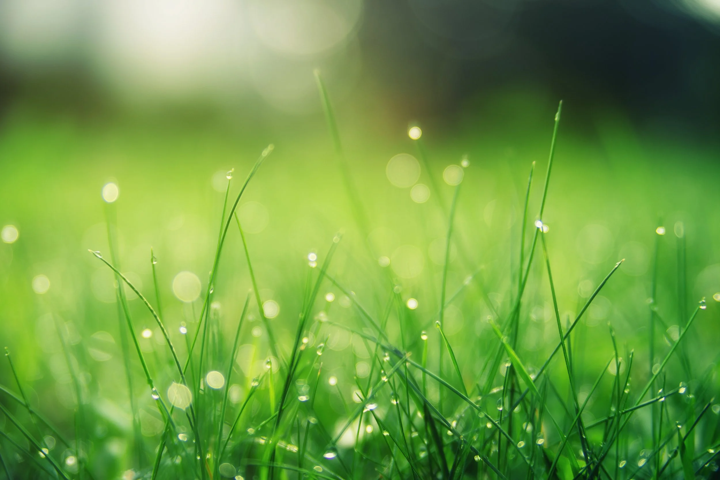 blade-dawn-dew-1423601.jpg