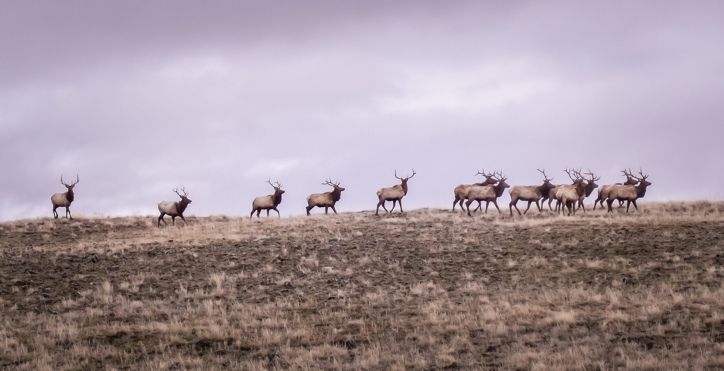 Elk on the Zumwalt Prairie