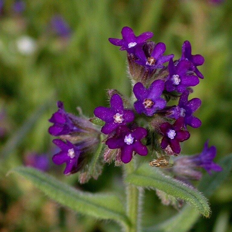April's Weed of the Month is Common Bugloss. Common Bugloss is a perennial plant with bristly hairs that grows 1 to 2 feet tall. It has numerous, symmetrical 5-petaled flowers that are a deep sapphire blue with white throats found on the end of the s