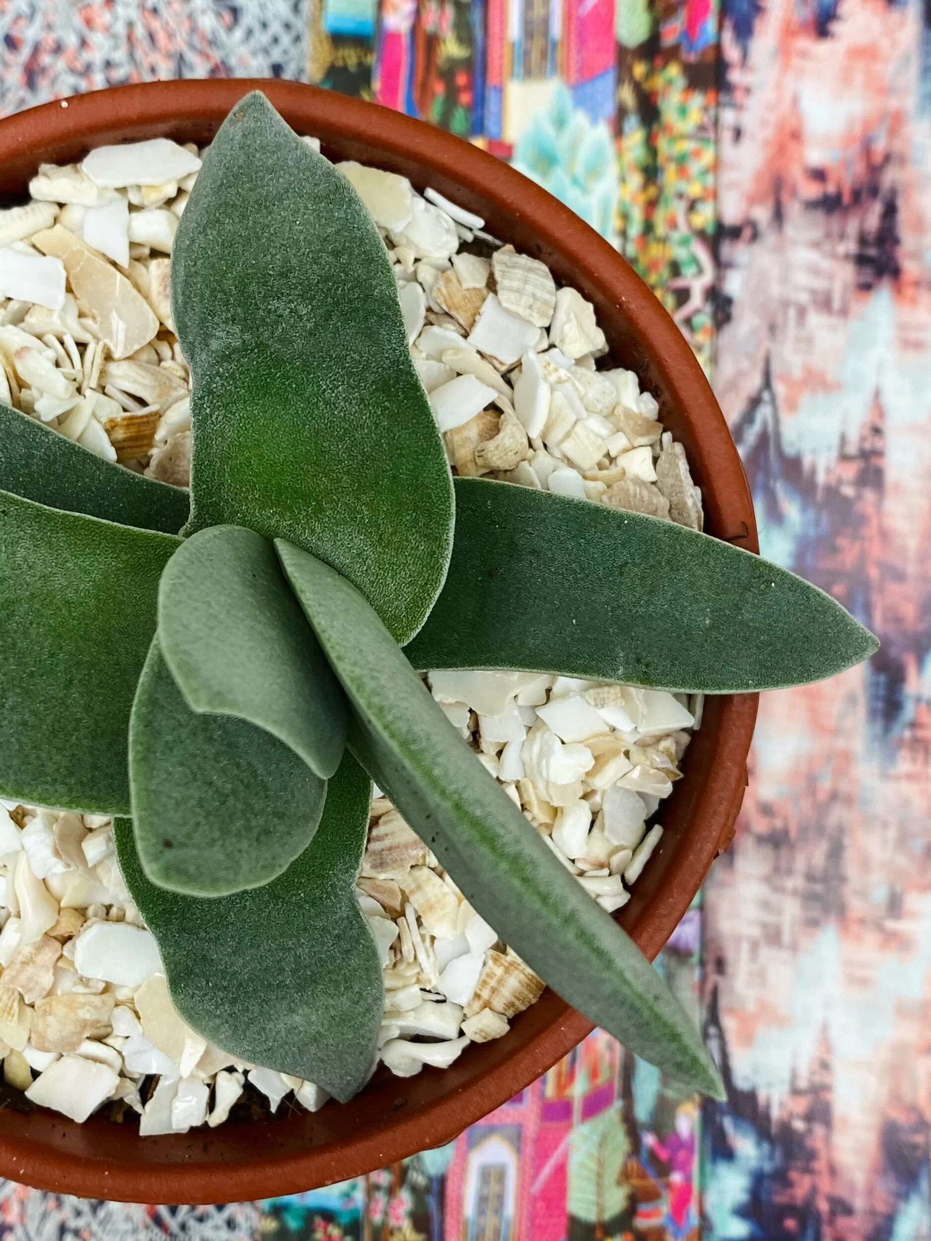 A27C8D2D-BCC0-4DBD-B4F3-37C2FAE6A2D5