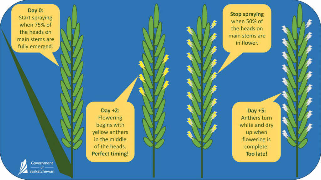 Pages-from-Learn-more-about-fusarium-timing-2.jpg