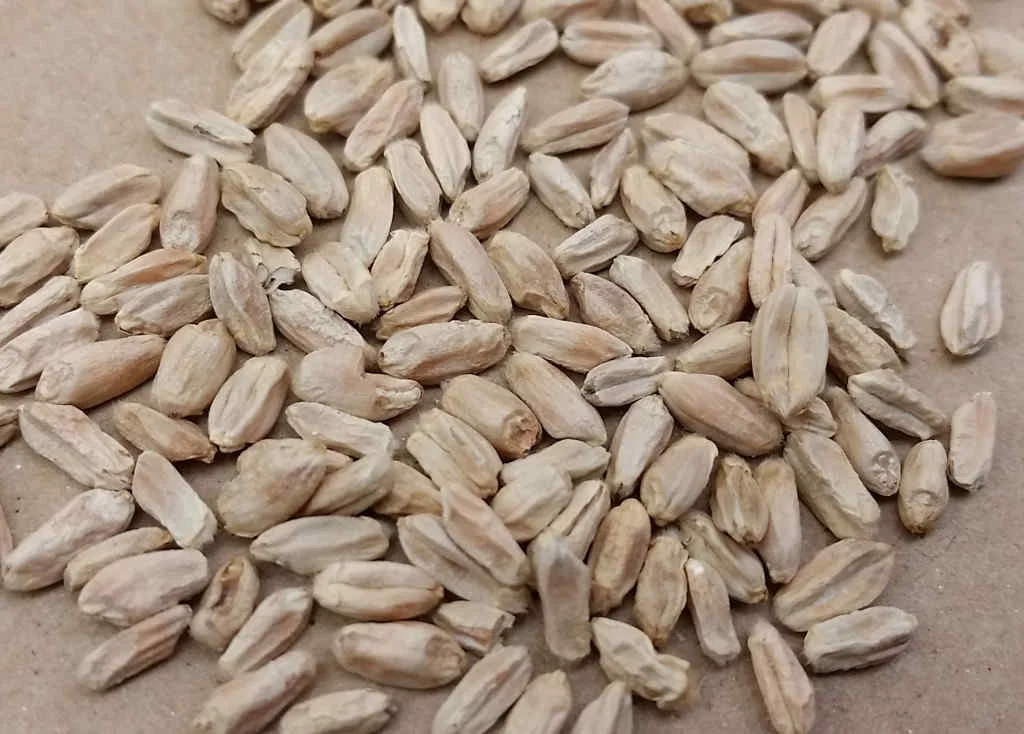 Fusarium Damaged Wheat