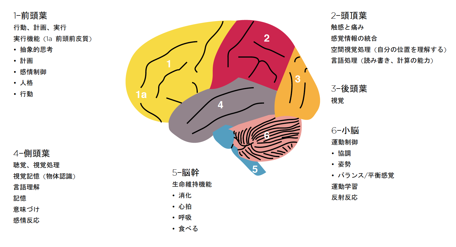 cerebral cortex.png