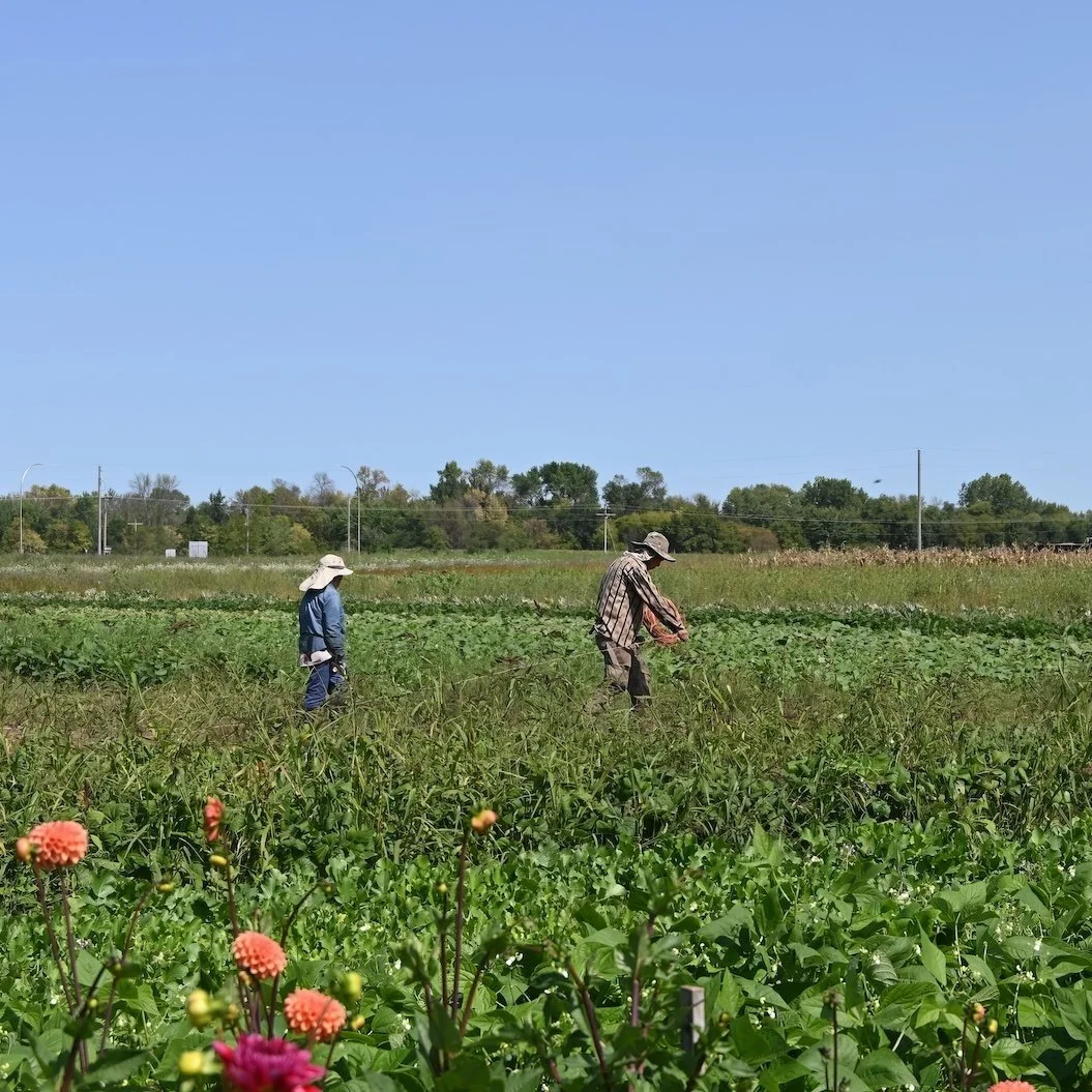 Seeking Project Manager for HMONG FUTURES