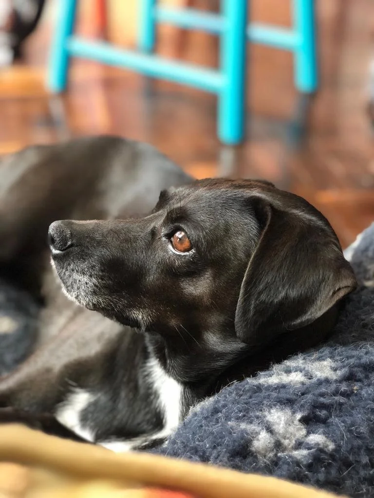 4CE8839F-15CD-4B0B-856D-669D037A772F