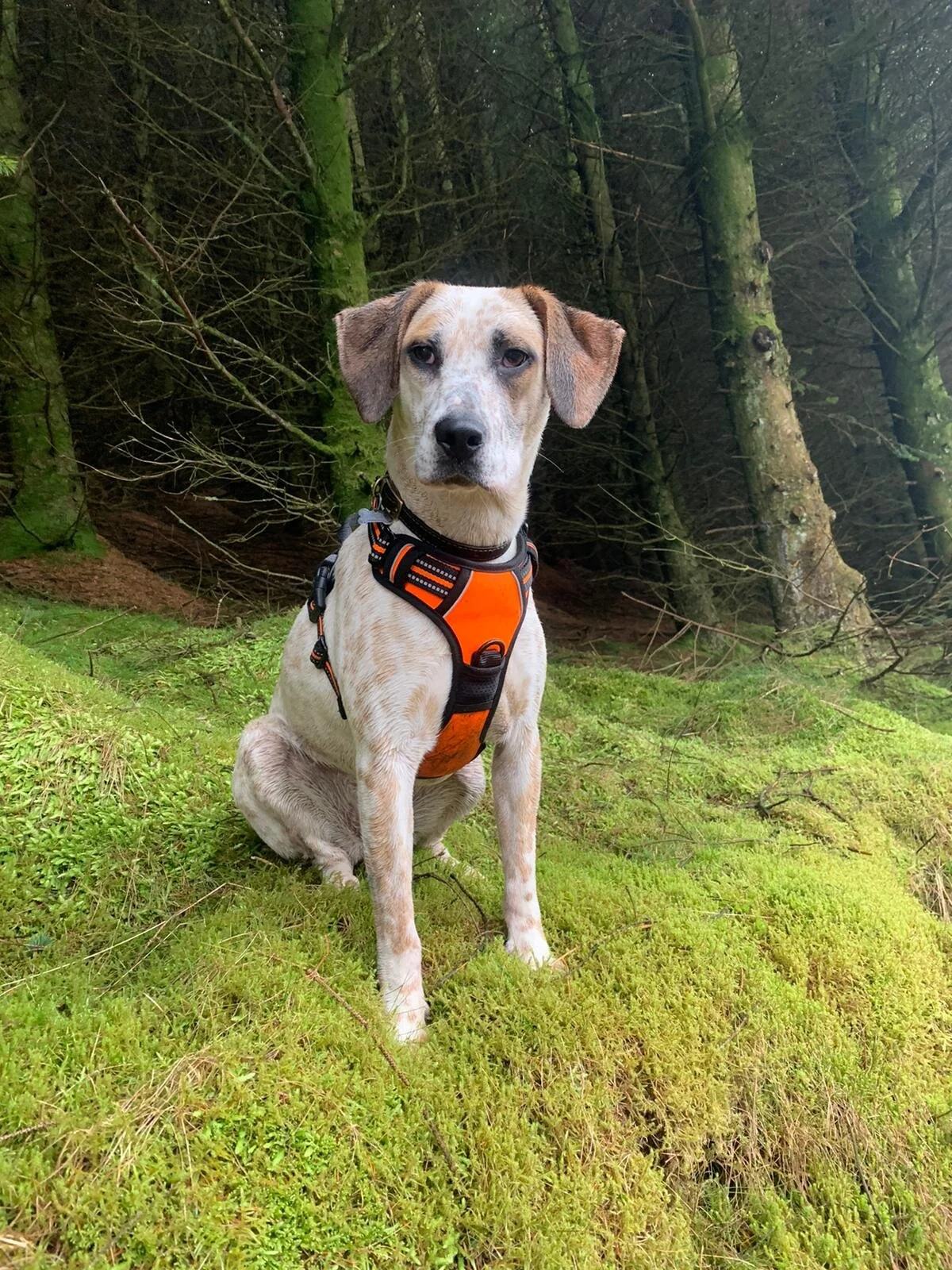 953747E6-E3B6-4DBC-A687-513024C05A07