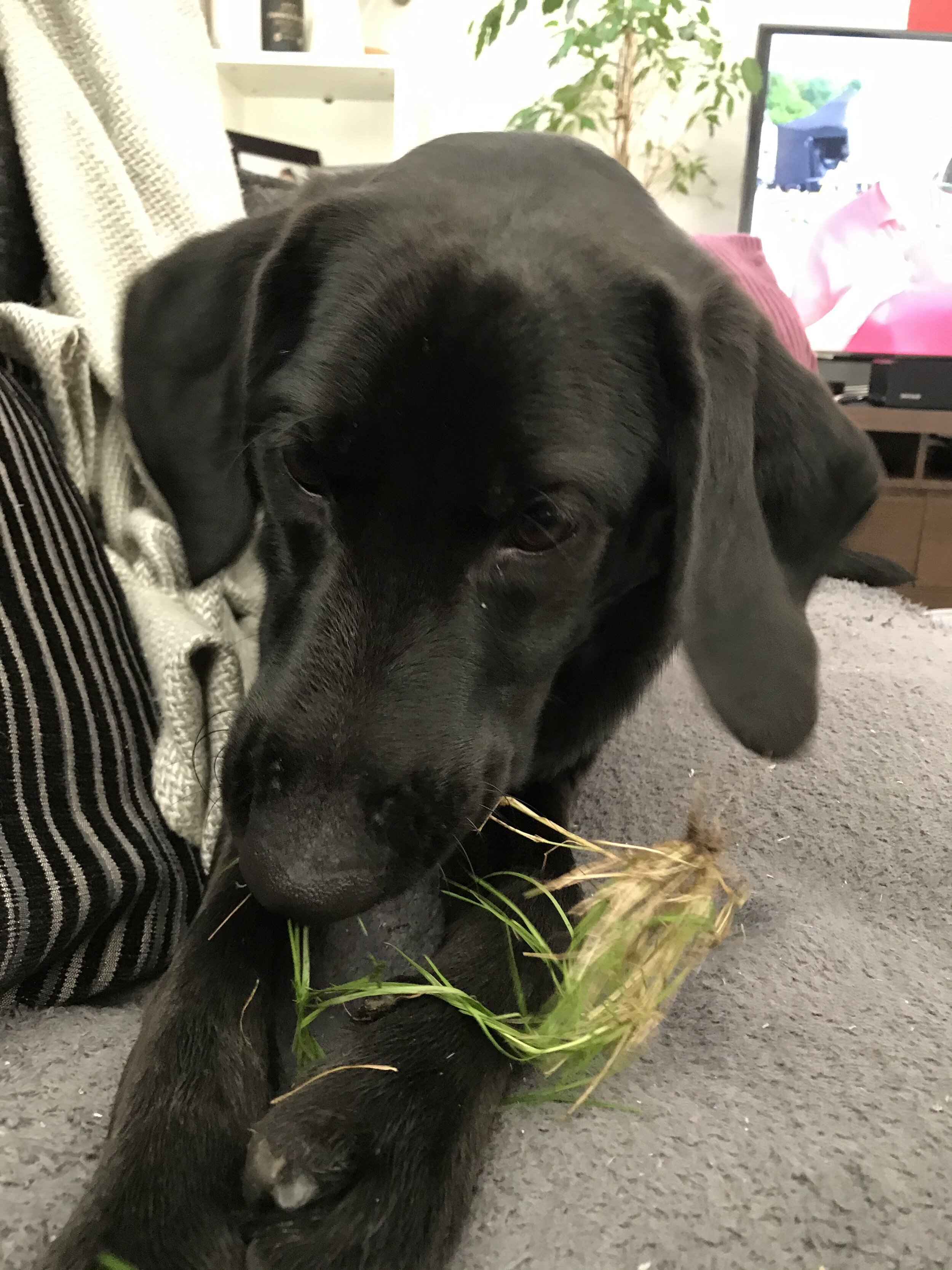 1E6A9504-1C66-4965-9622-1F28502A7830