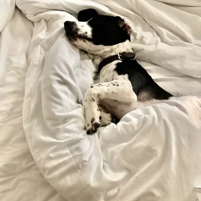 97F9F6D3-C15F-4002-B67C-4F00DC31A921