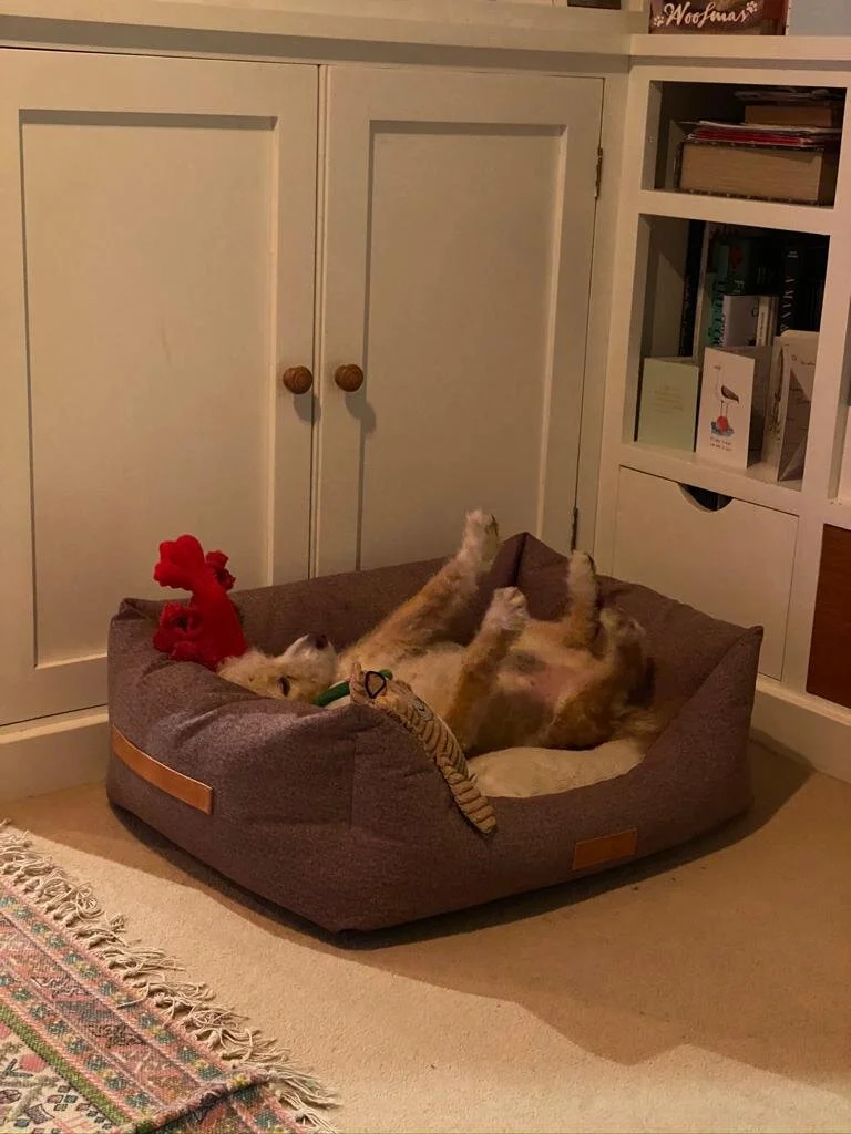 22782CCE-15AF-40C3-838F-9A3D2AC8D791