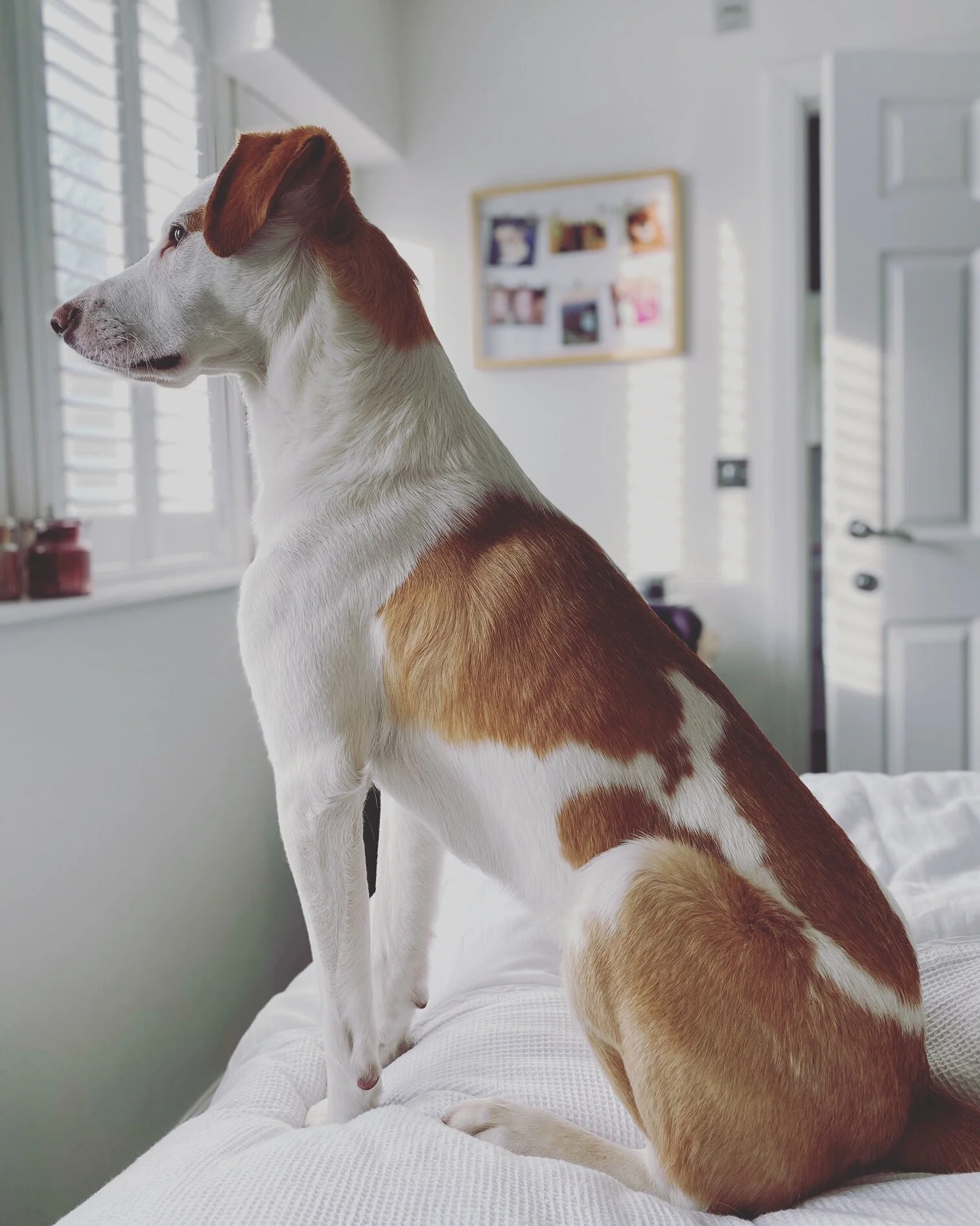 56DF35FF-1E10-4BB0-8964-B6CB256E1BA1