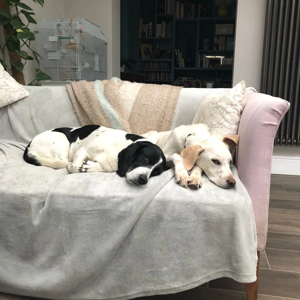 C81D66EB-A379-413E-BCA2-9DF8AF4BA23A