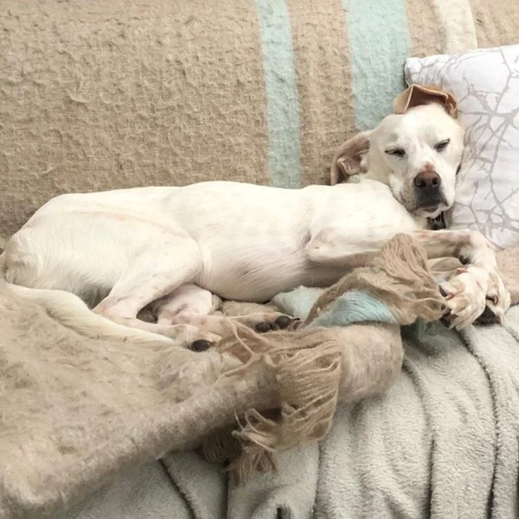 1F82052B-72E4-4C8B-A43D-3E87FF521828