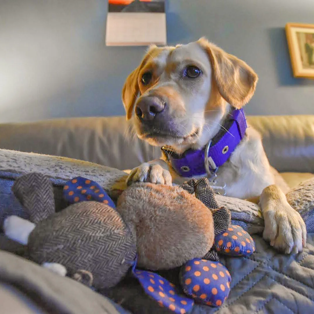 ED9A985F-DDFA-48A8-AC61-A9F9D42A6367