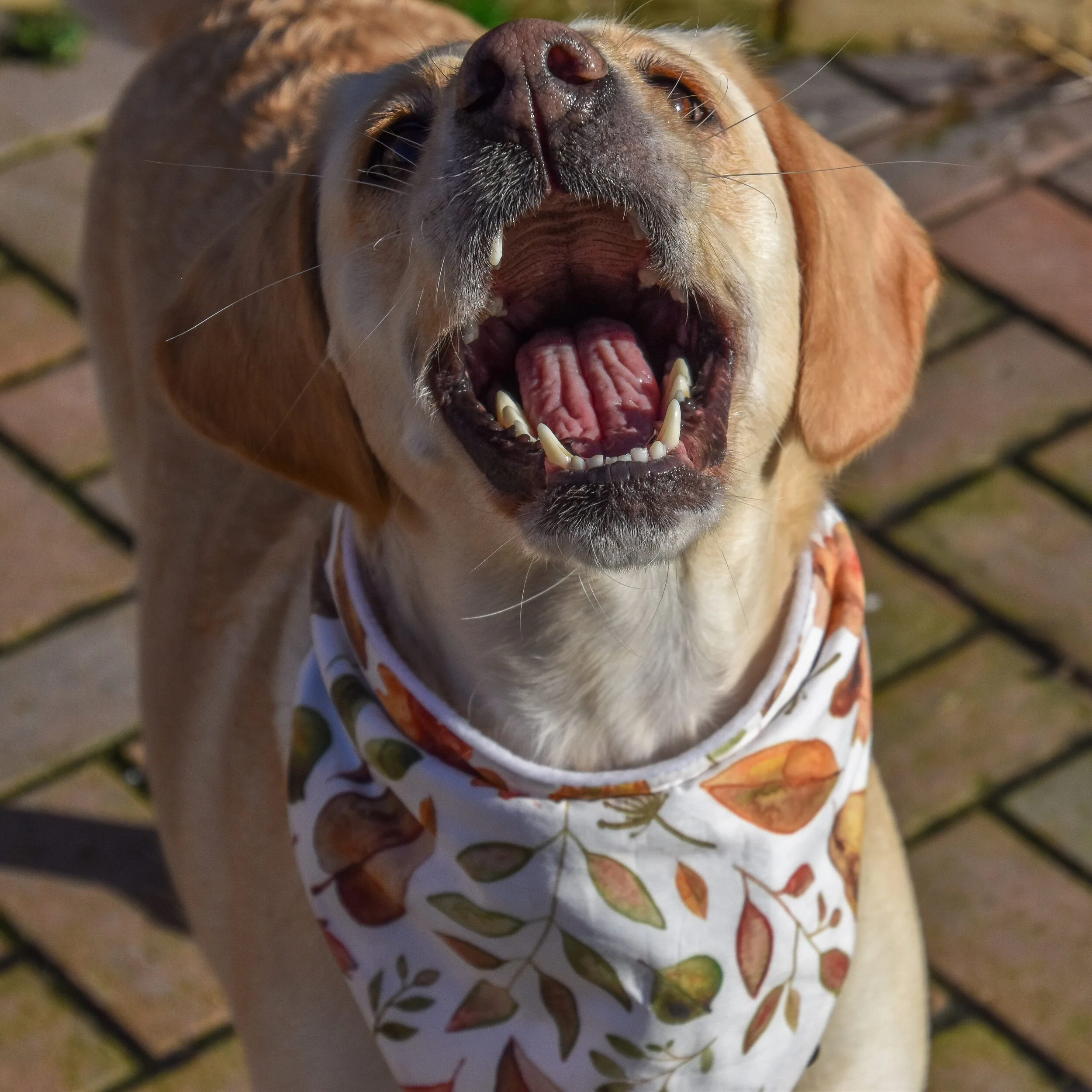 811580A6-36EA-4848-8DE2-7325D9DD9028