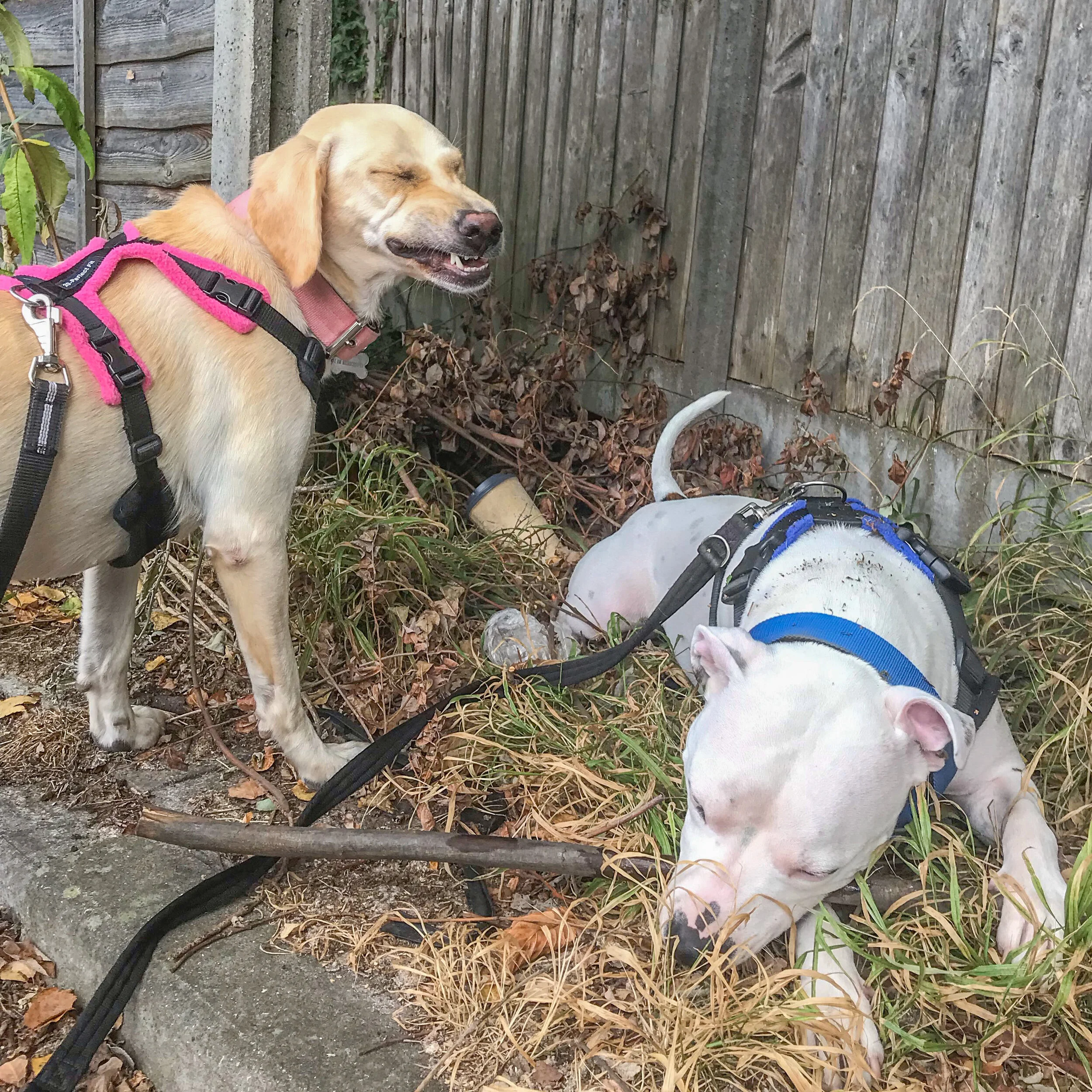 672E394D-0A30-4C90-B690-701707EAD945