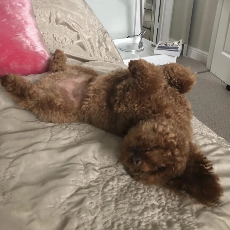 AA3259AA-0B9C-40BA-BD8A-FC7AE83B8776