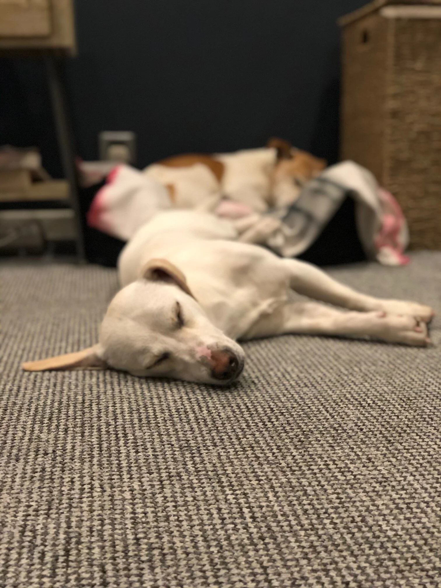 C831AFB4-87E6-4EB3-9586-727640526AEB