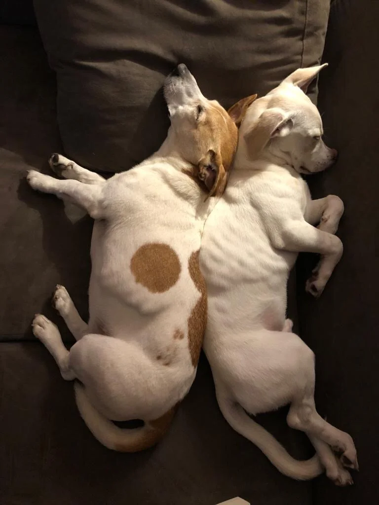 273F9BEB-1F11-4B9C-A3E1-46F74C89C1F7