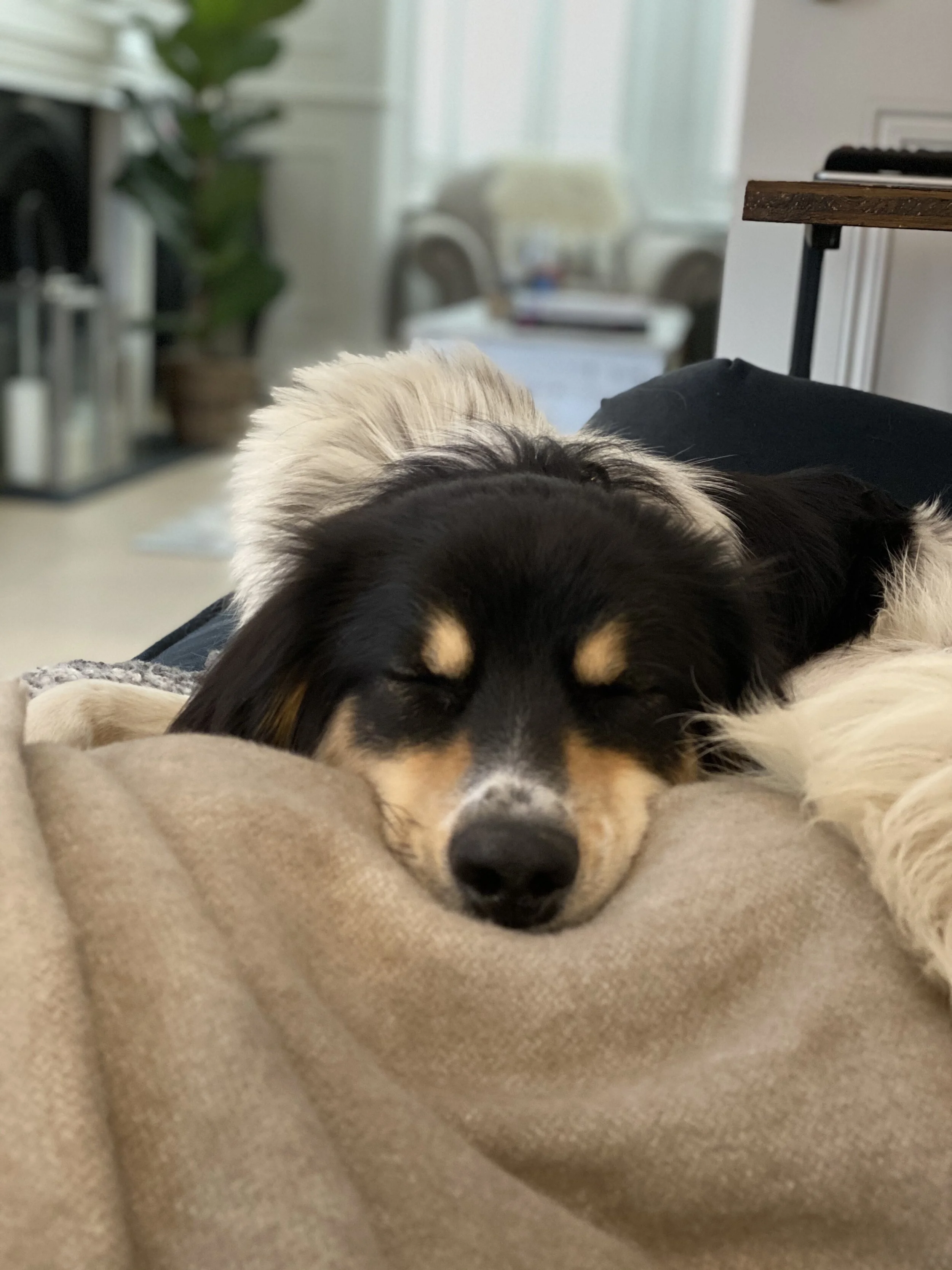 B8A44F3B-F271-47F4-A048-B9D721297B8E