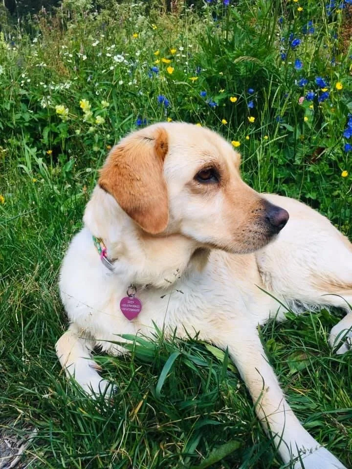 A598767C-DBD0-4583-8D55-2EA7121566F8