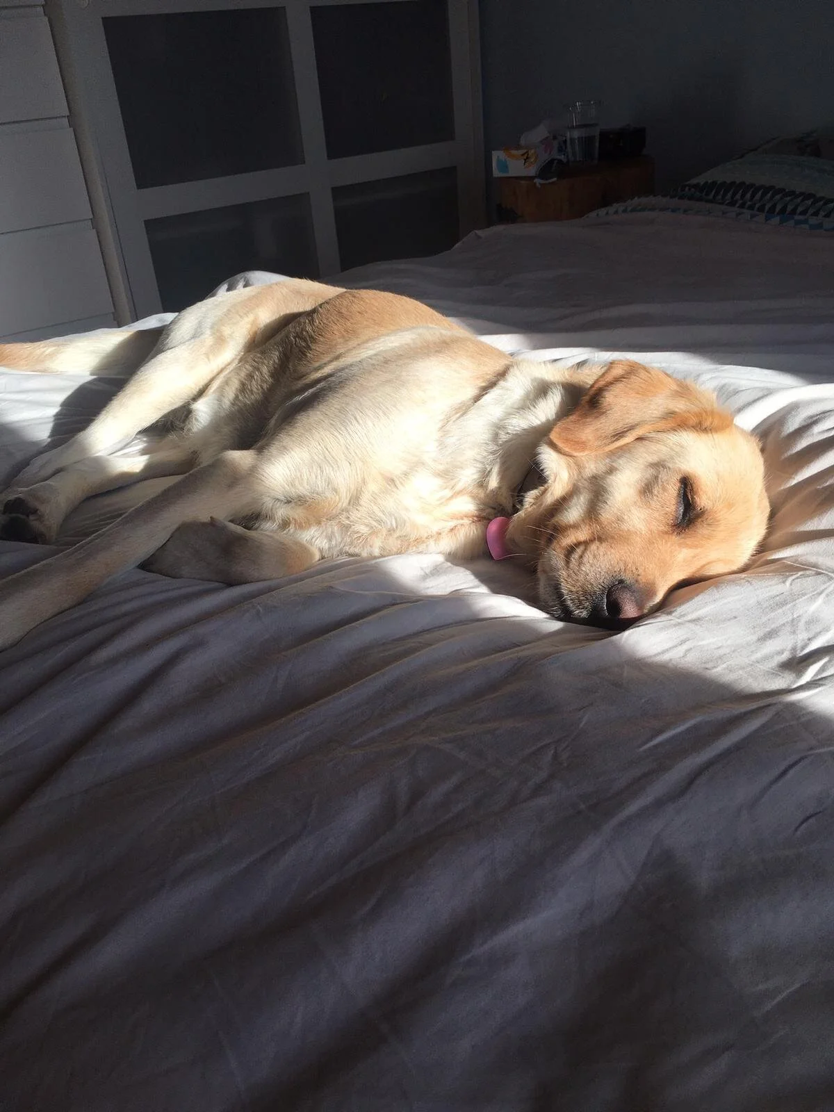 3ABDCDB4-C832-4F0E-BA2C-2114B9F87827