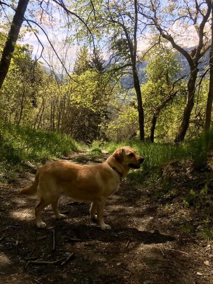 1B2A8C01-52B5-47D1-9883-48CE5DAD2CFB