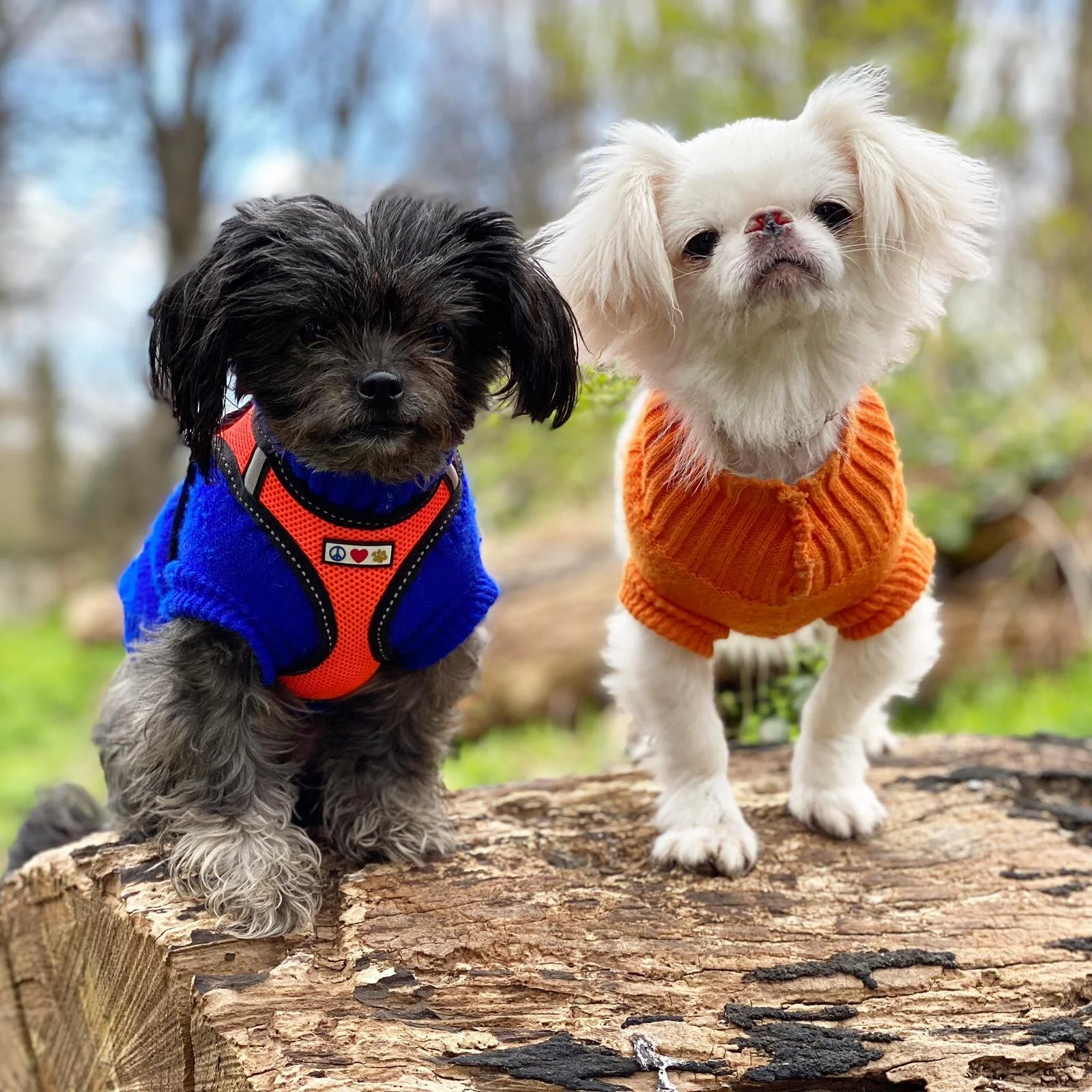 494BA910-3A5B-4CCB-9C15-7288167410CF