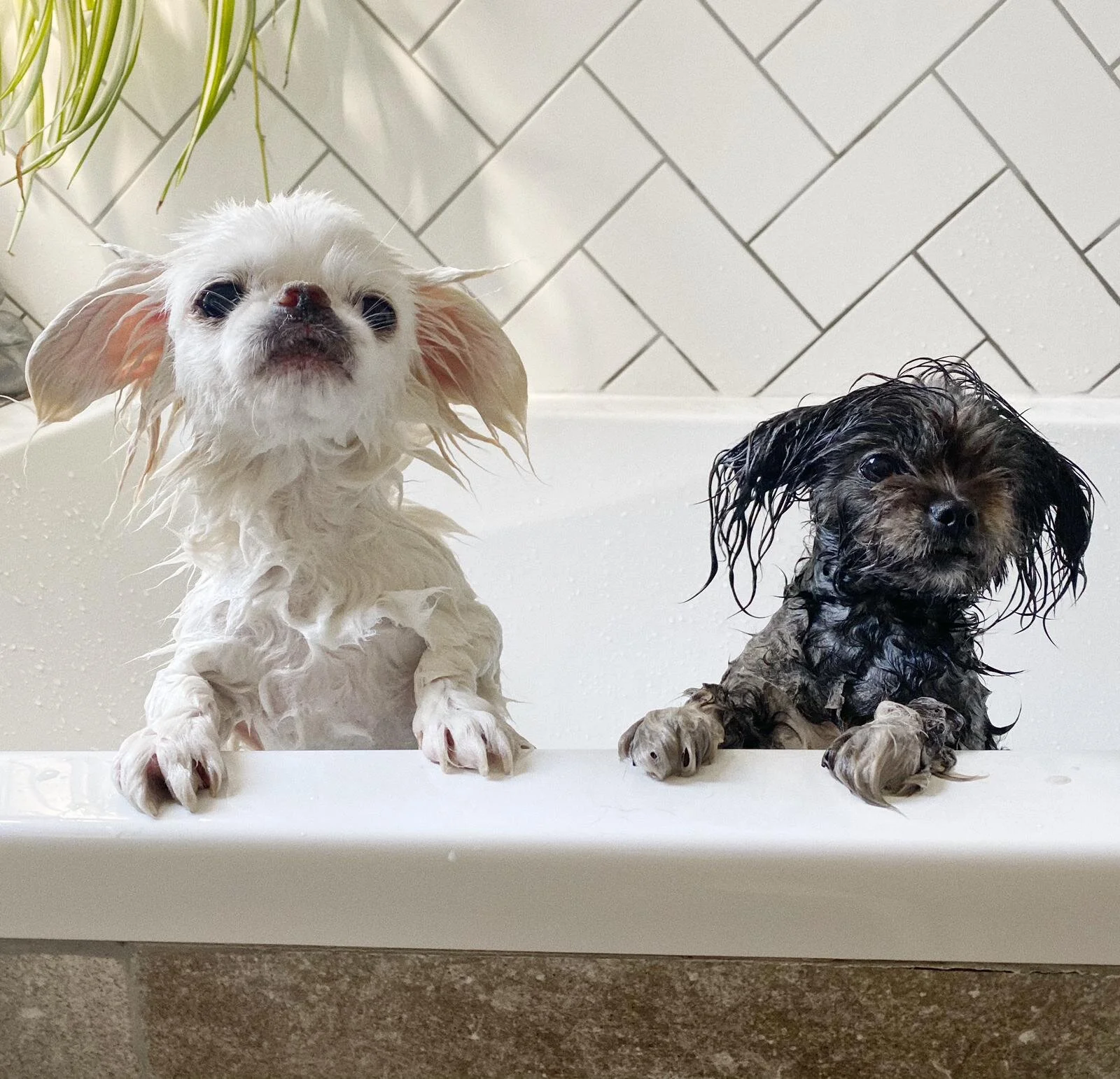 149F359D-5E9E-4CD7-ADA3-6525AF97DDFB