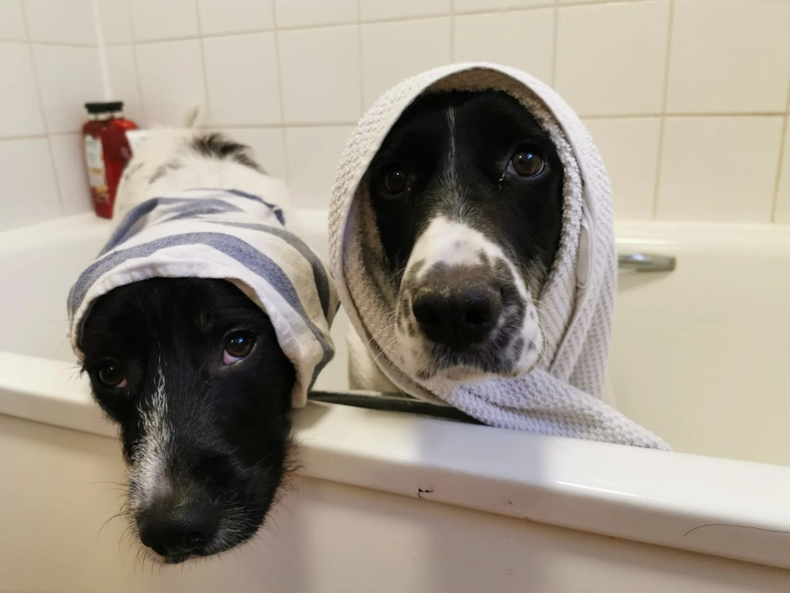 A5183E44-2C53-44EB-B20F-7DB9C8F4590E