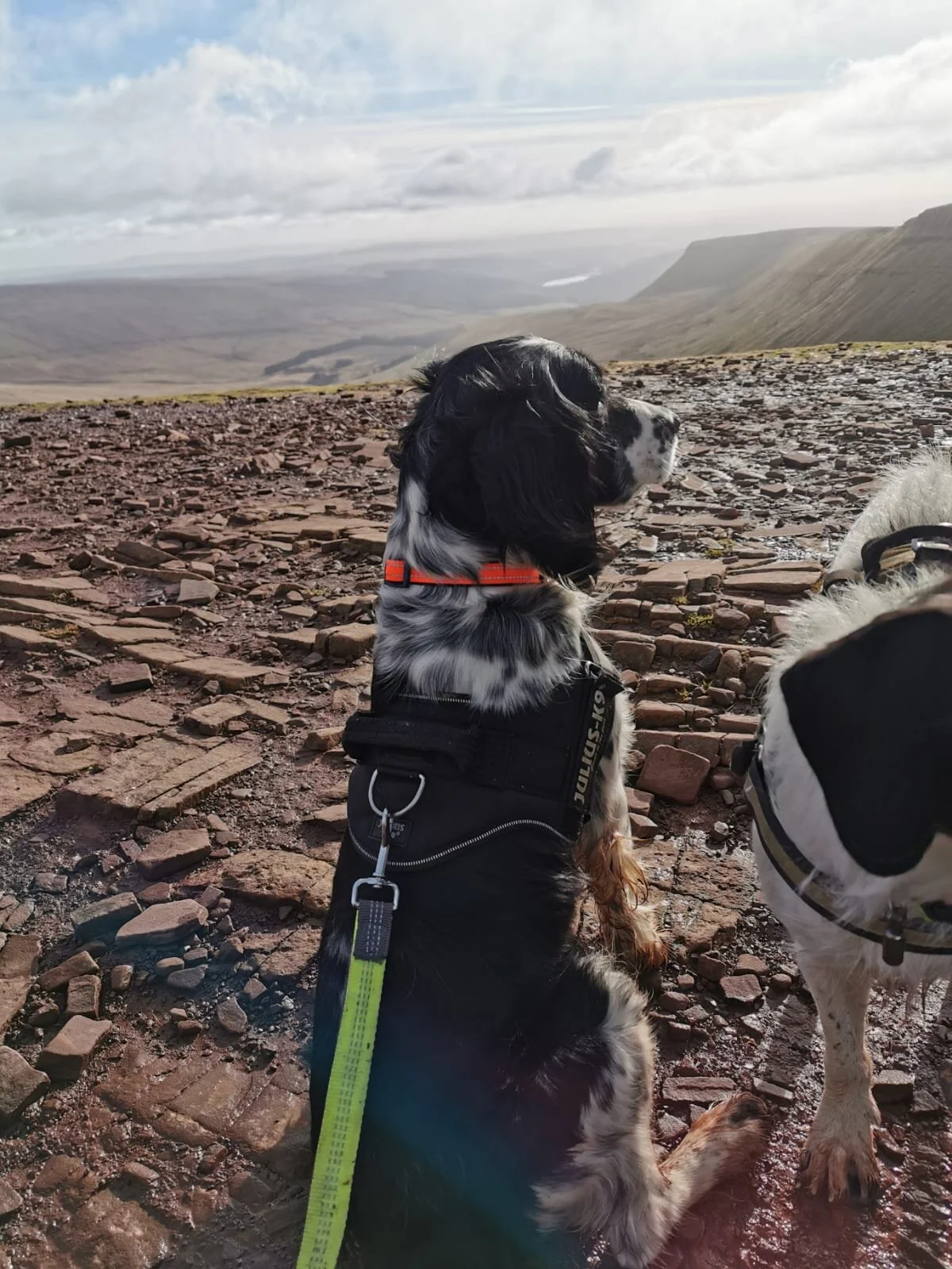 E92BFDFF-E4DE-472C-9B0B-99F1416A0CF1