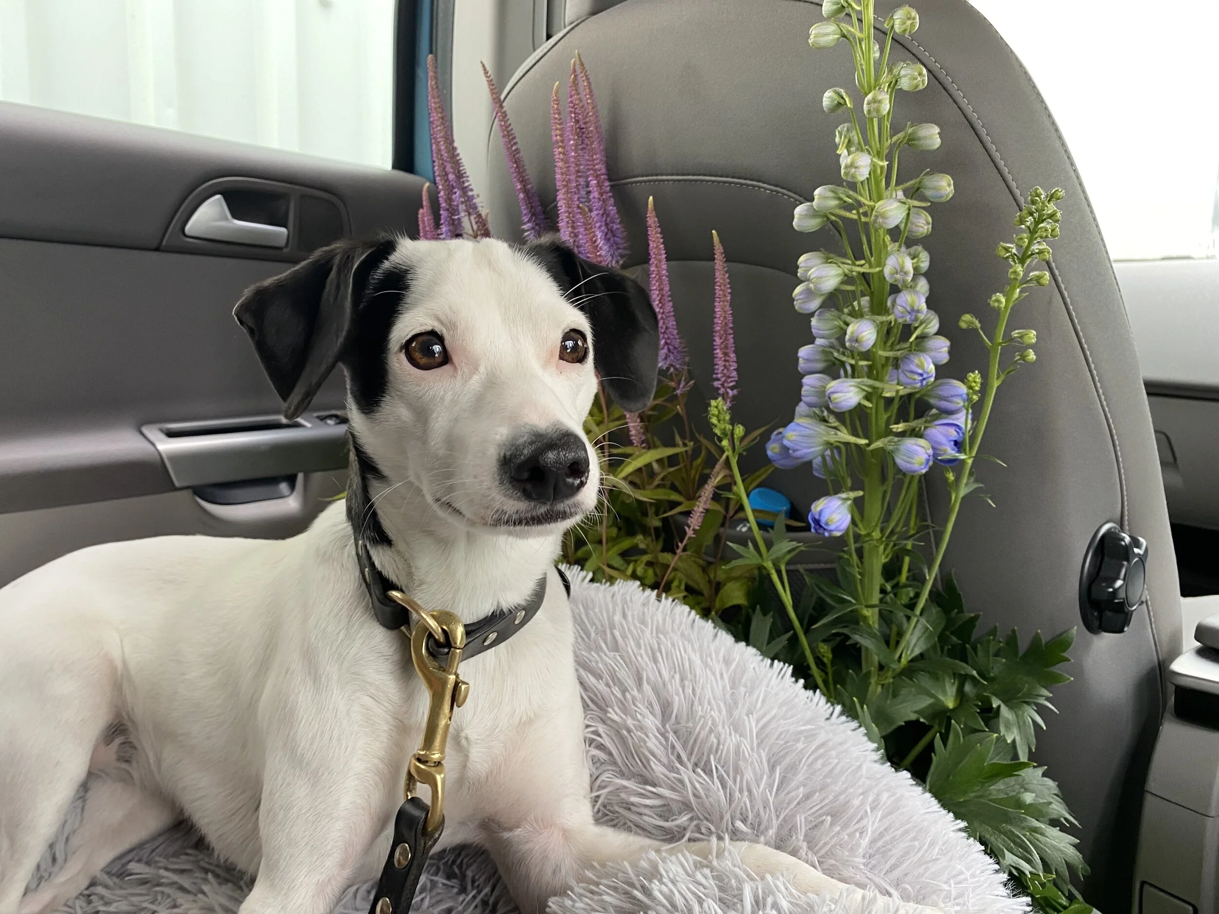 5E62A08A-AD40-4547-9C06-CA2B6AD7885A