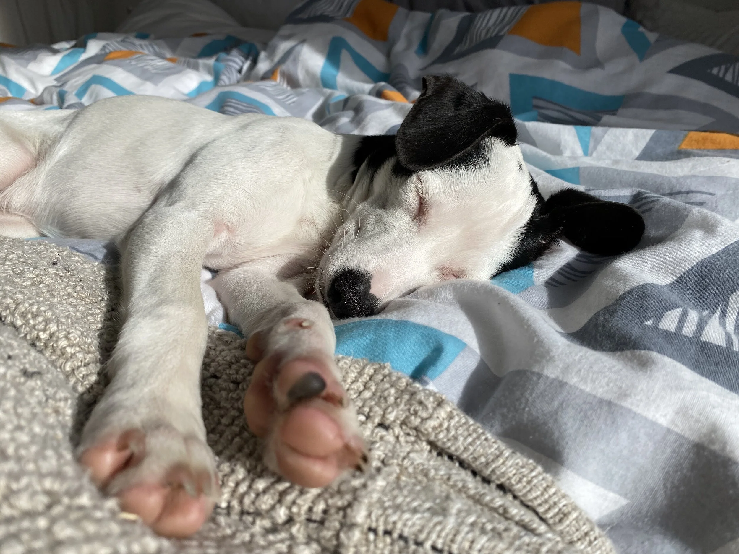 4B431C9A-9FA1-45C2-828C-5FA4EC5EAD0B