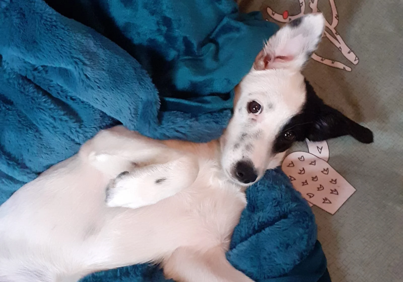 E3CD1579-616E-421E-A4BE-8F94FE7AB69A