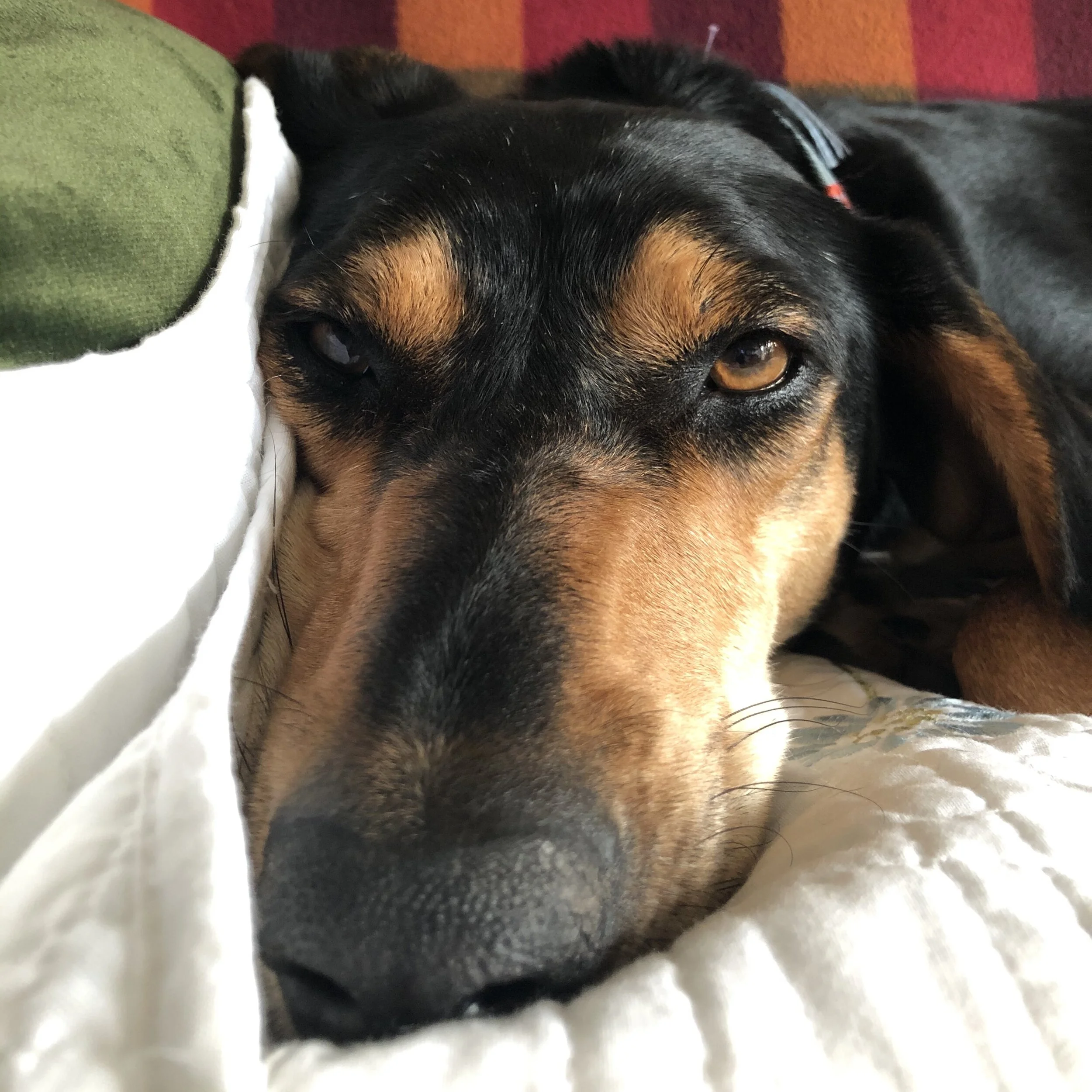 A50386A1-B0D4-4668-90F7-3CCE854D0203