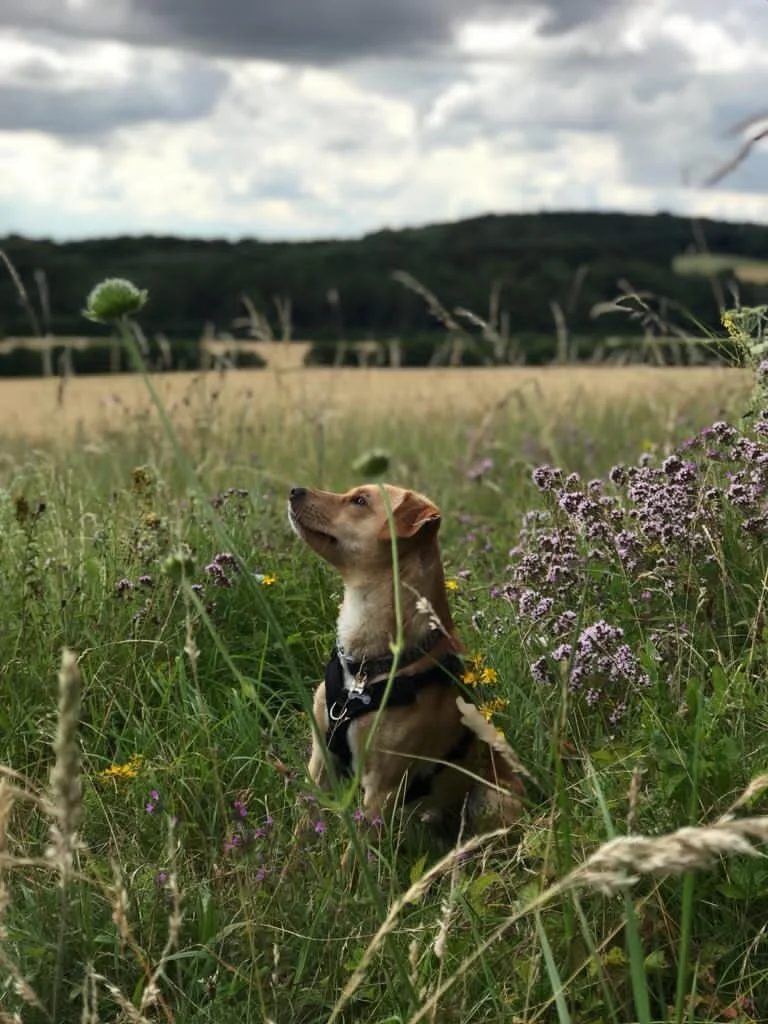 B459376D-C392-4F26-8662-9EED2C7D5F41