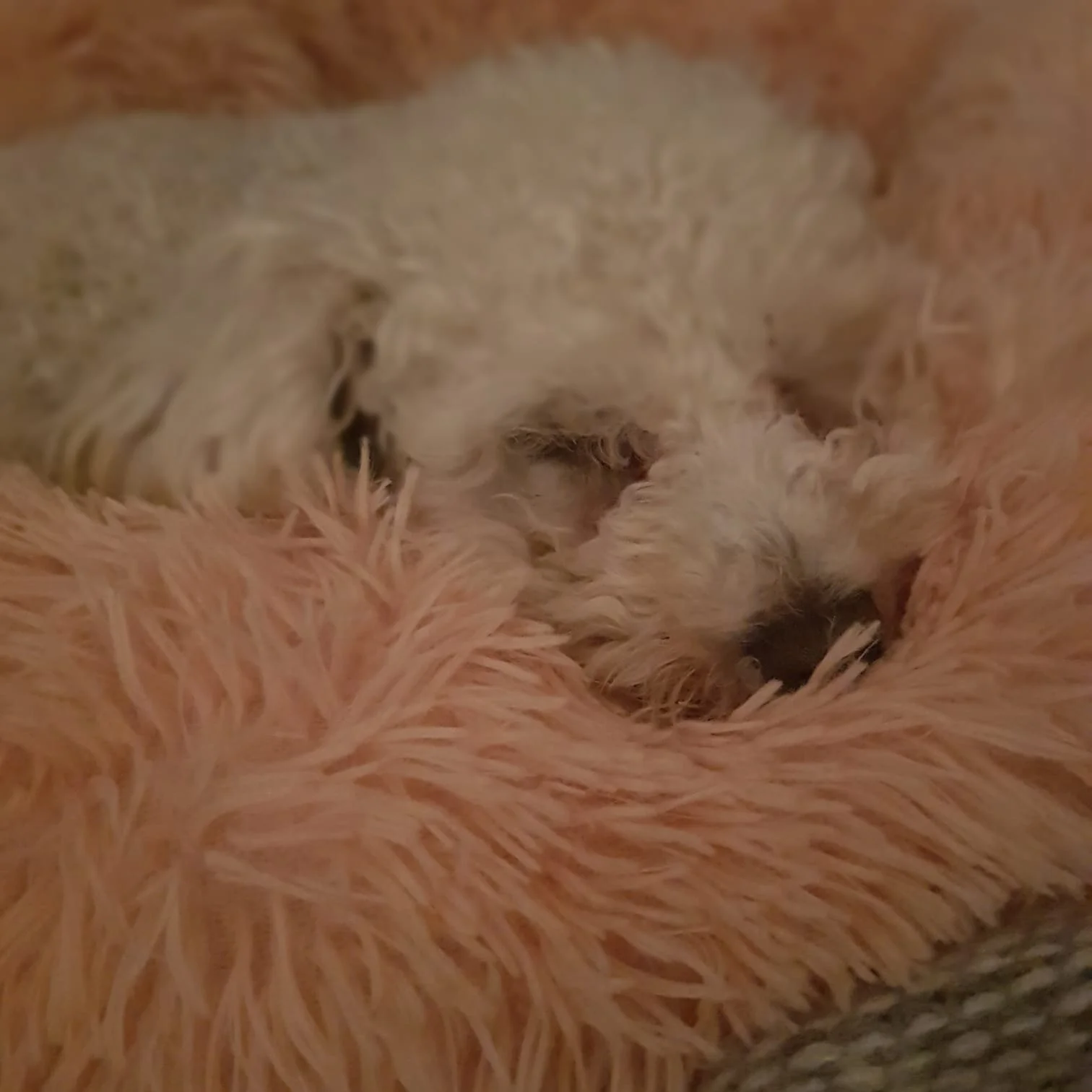 2BFC21CA-AD52-4A77-B7C3-F893760E40D8