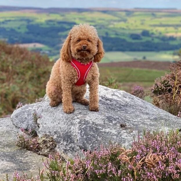 F17B1A80-E79F-4C43-8139-93543CB3296B