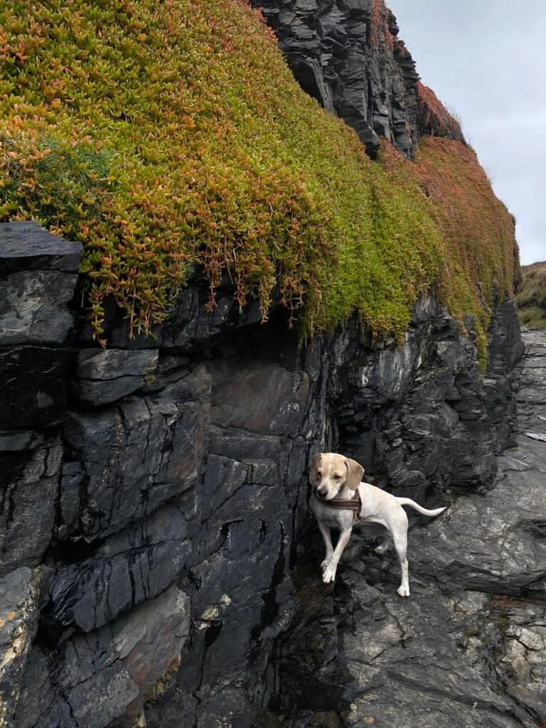 C2AFEA64-59C1-4B7B-A1FB-B2538AA9AA2C