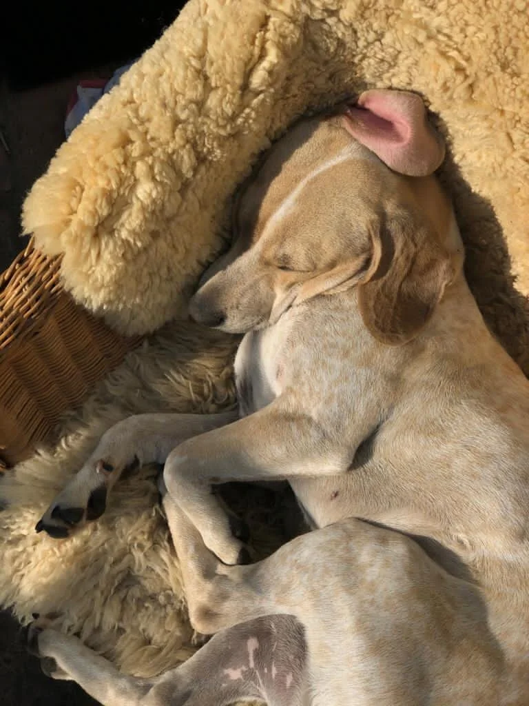 AFD6566F-9F40-4C66-B1A6-04183455AEC1