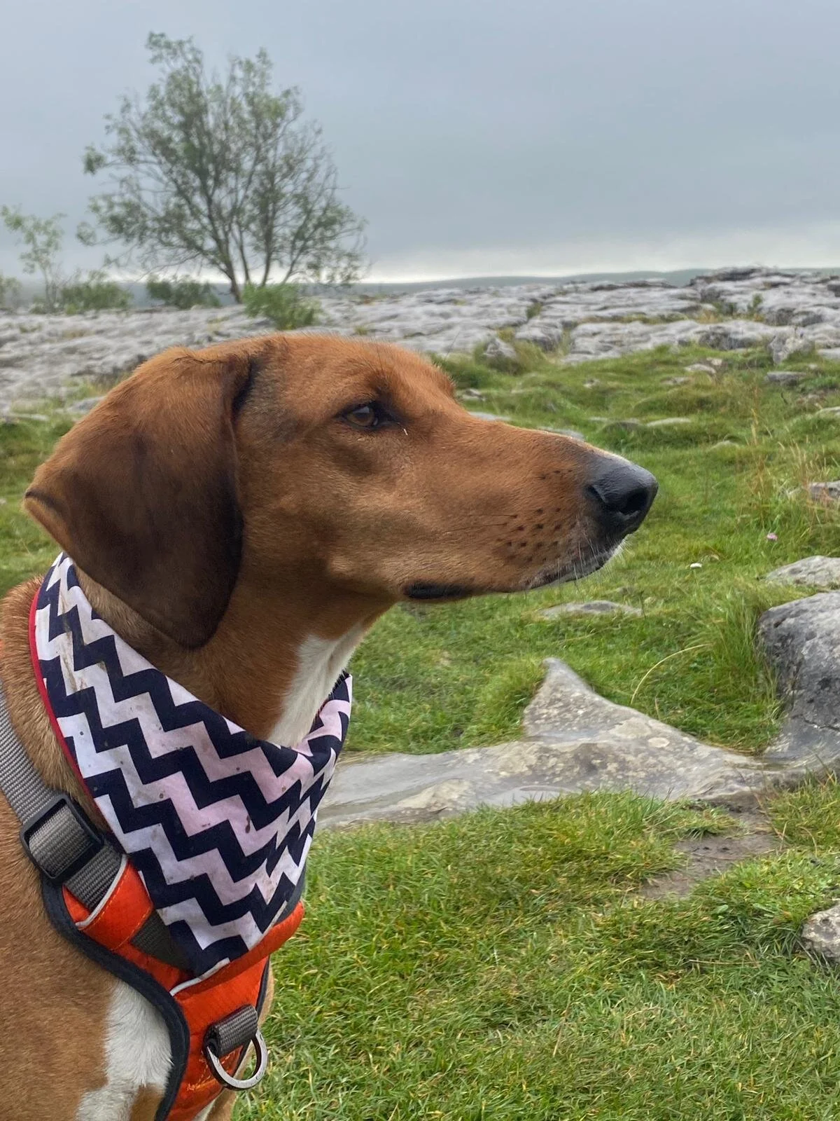 285304B8-9D64-468B-AAE3-4A165B163BCB