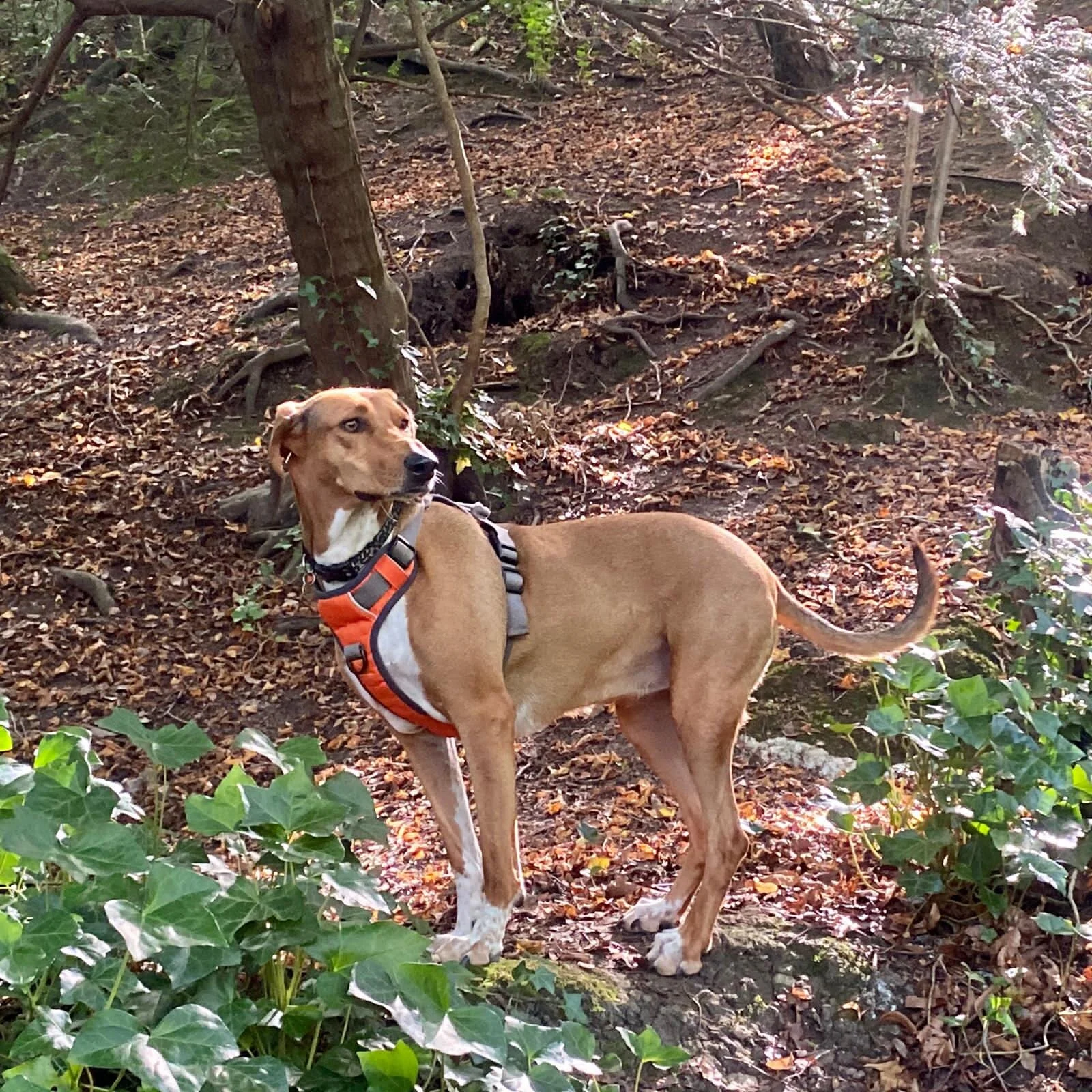 FAA31335-D54D-4D87-9781-B5035EF4C964