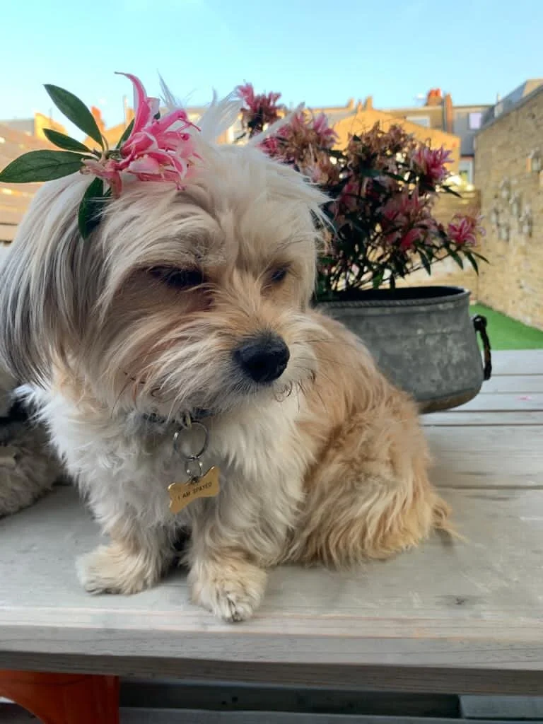 C8871E37-D998-4F8A-B259-89171ADC979A